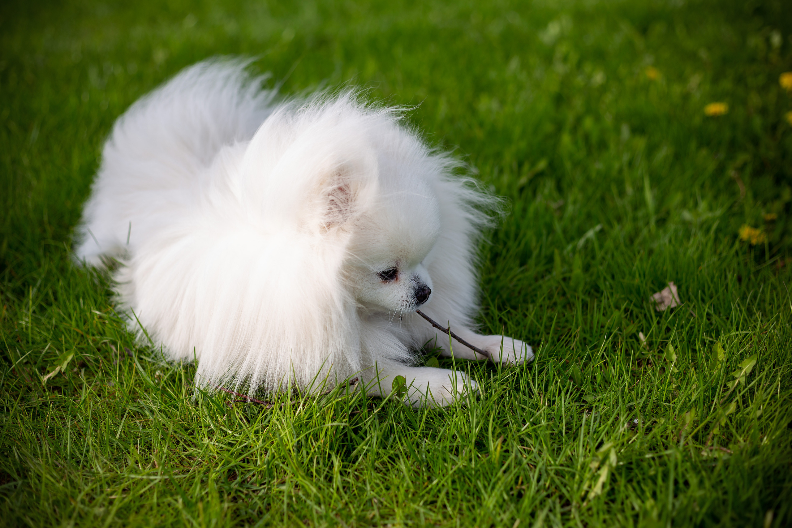 Зверушки. Фотограф в Минске Екатерина Тузова