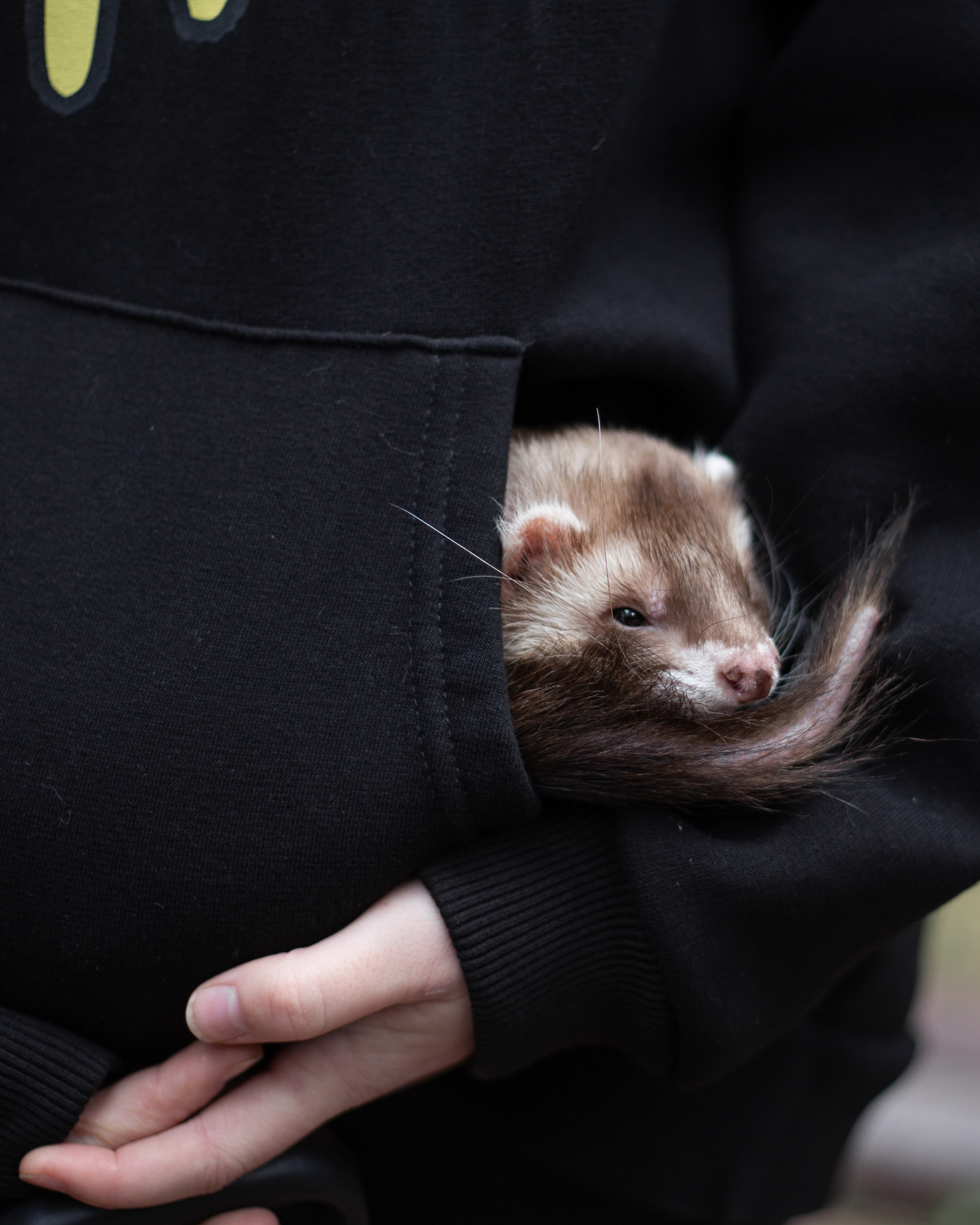 «День хорька». Минск, 2022. Фотограф в Минске Екатерина Тузова