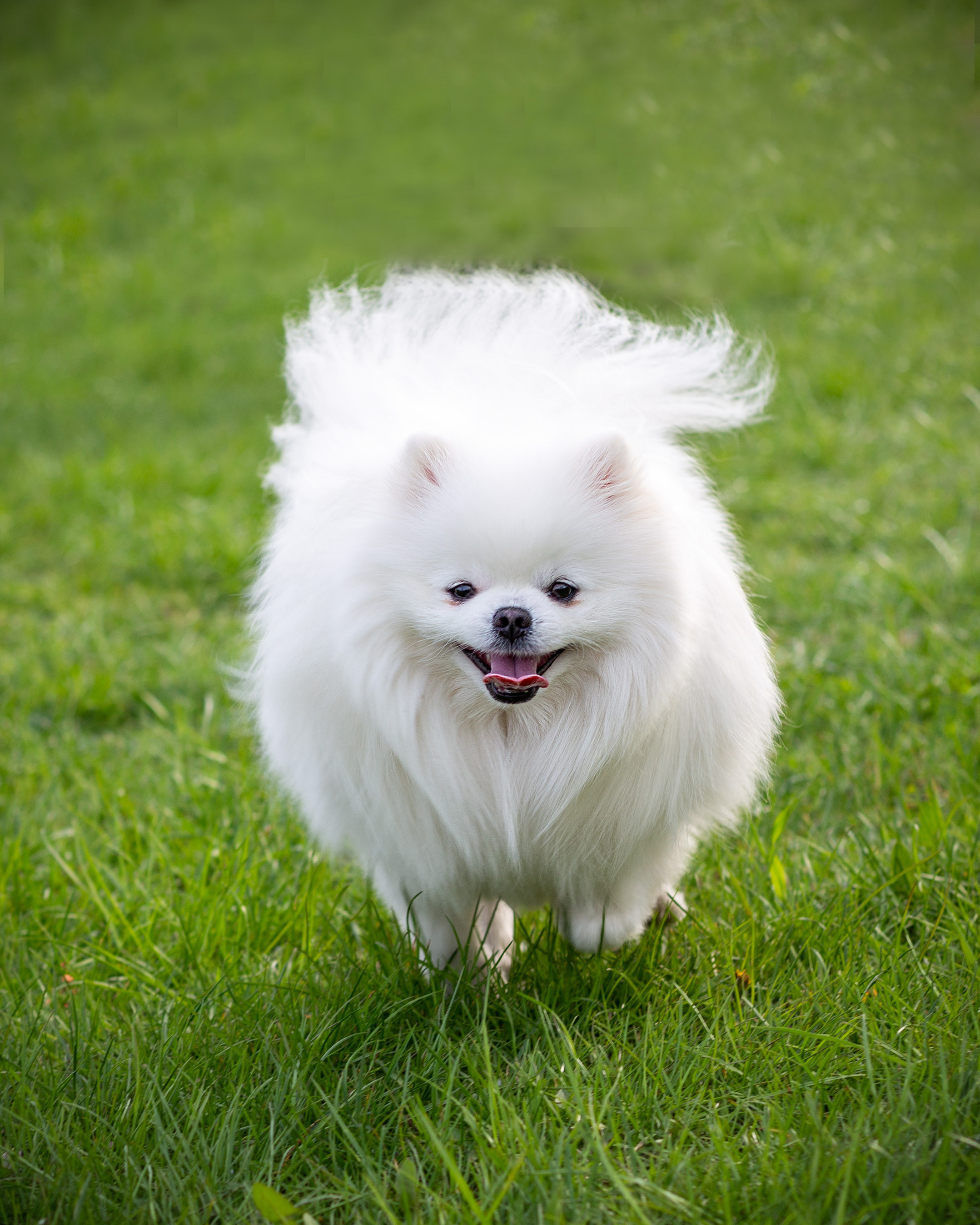 Зверушки. Фотограф в Минске Екатерина Тузова