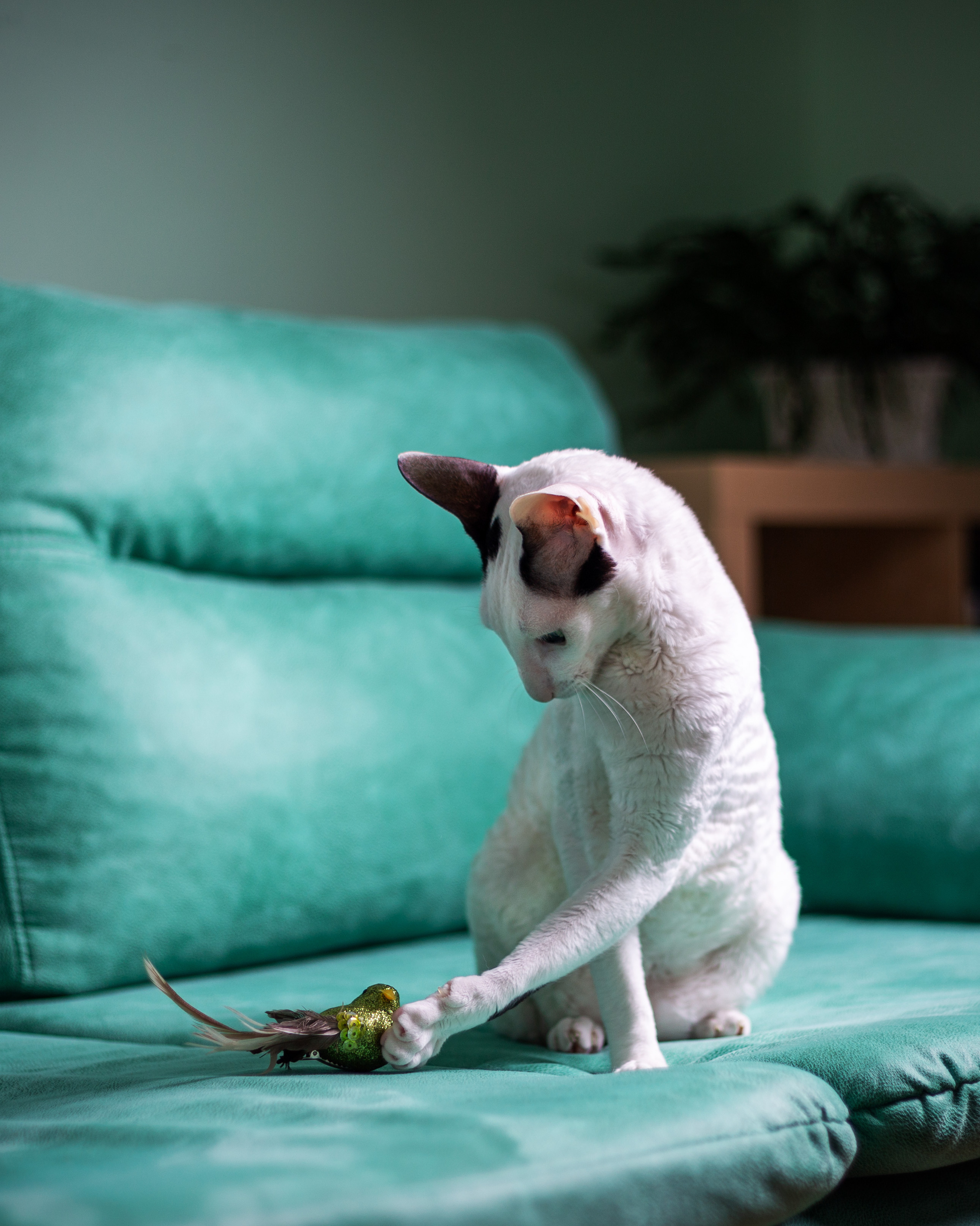 Зверушки. Фотограф в Минске Екатерина Тузова