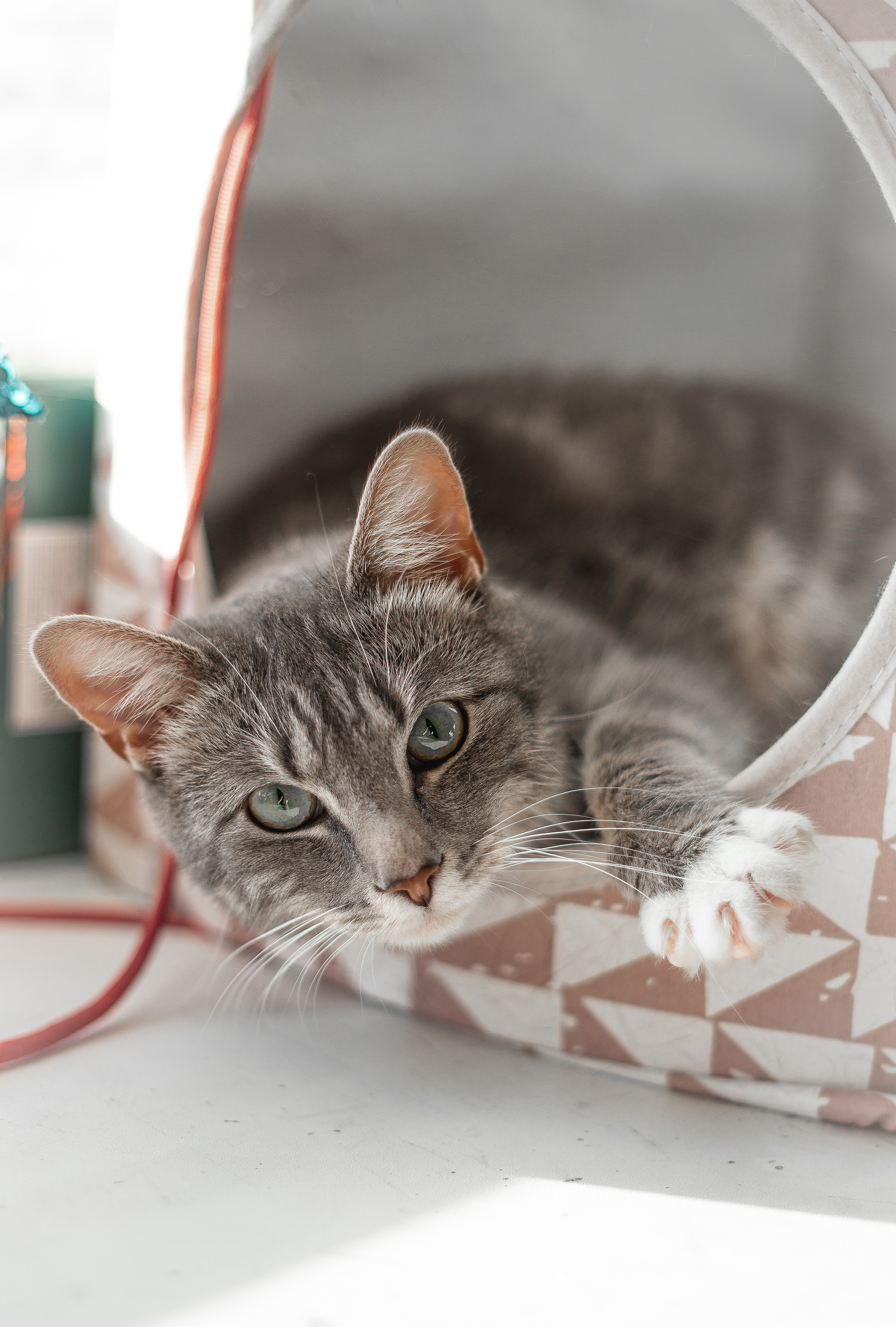 Зверушки. Фотограф в Минске Екатерина Тузова