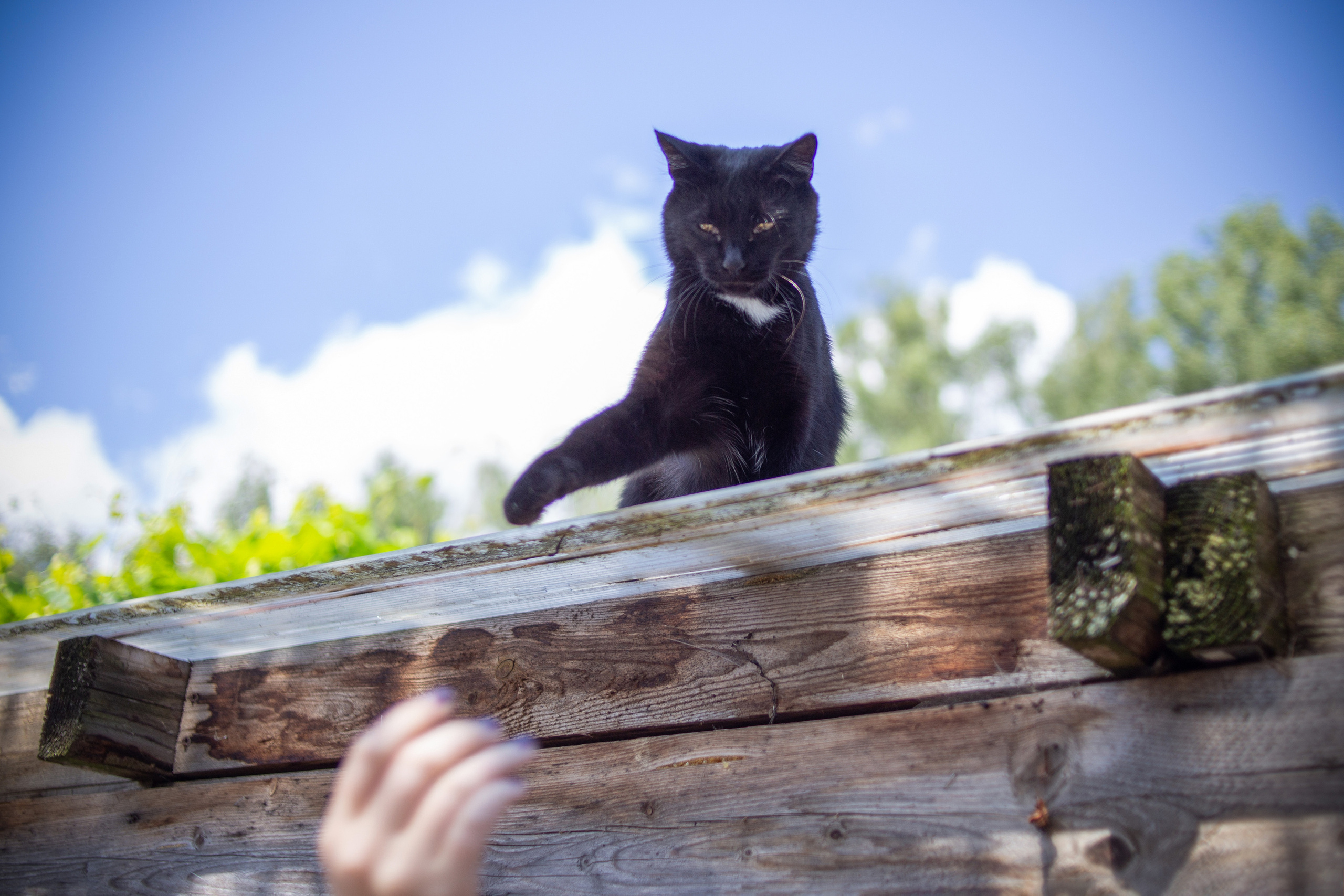 Зверушки. Фотограф в Минске Екатерина Тузова