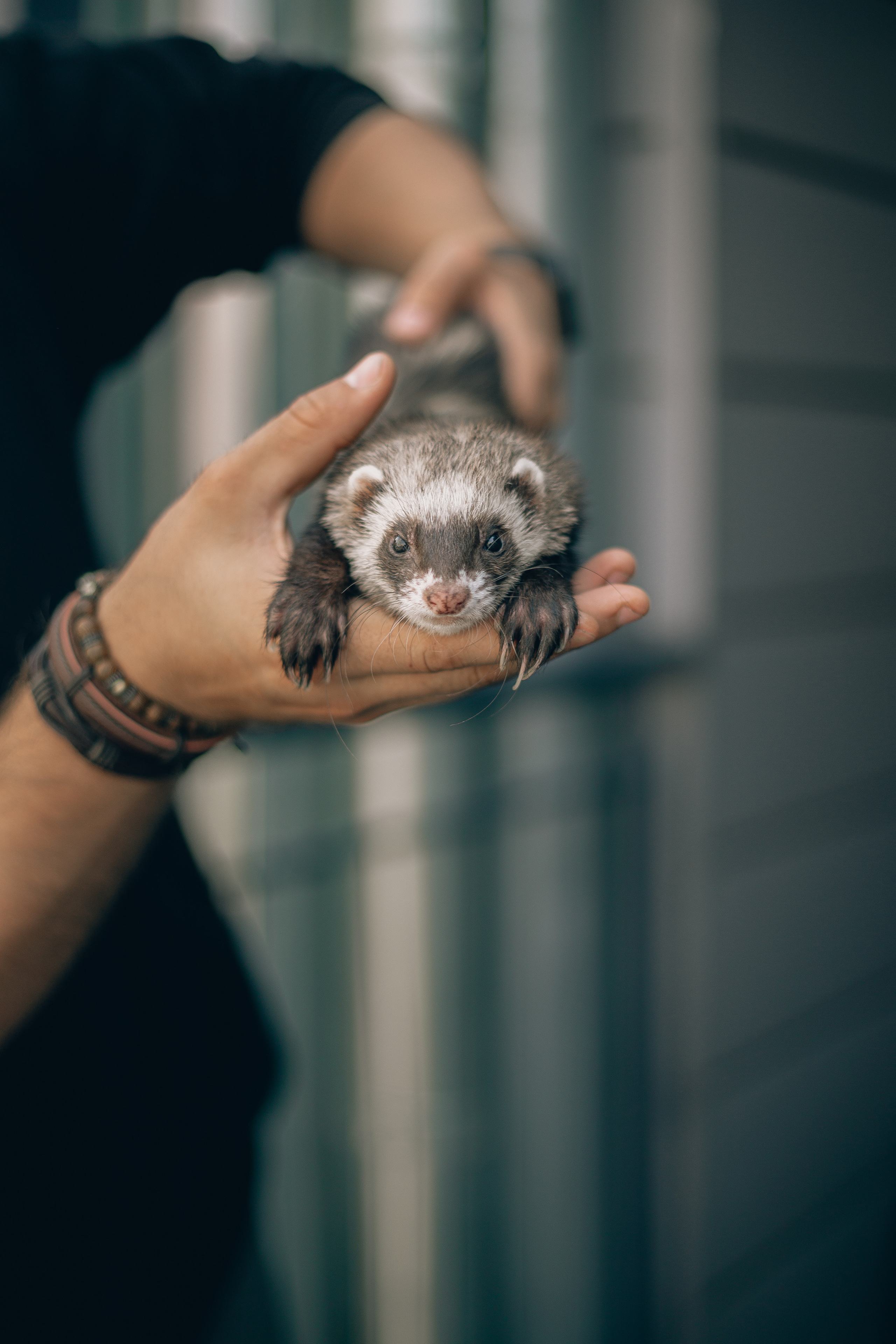 Зверушки. Фотограф в Минске Екатерина Тузова
