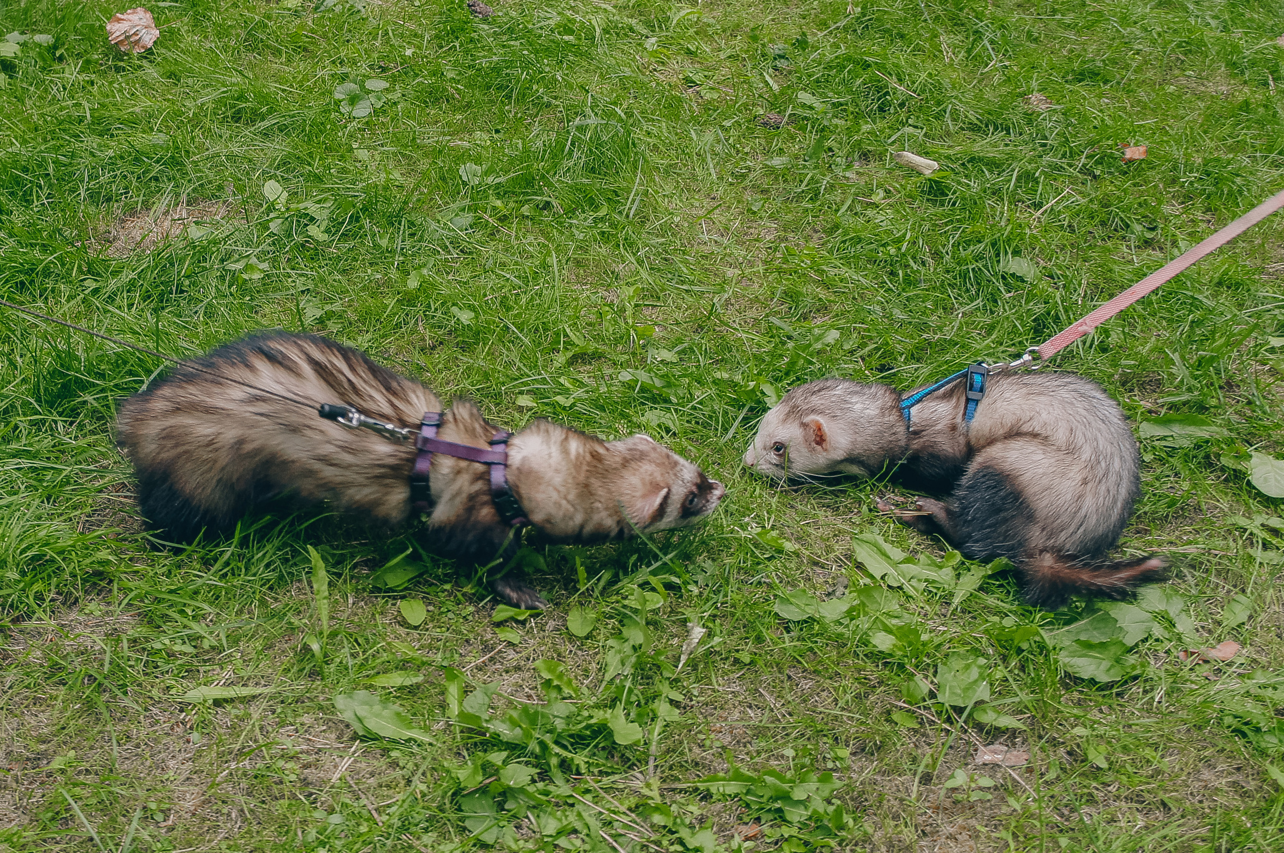 «День хорька». Минск, 2022. Фотограф в Минске Екатерина Тузова