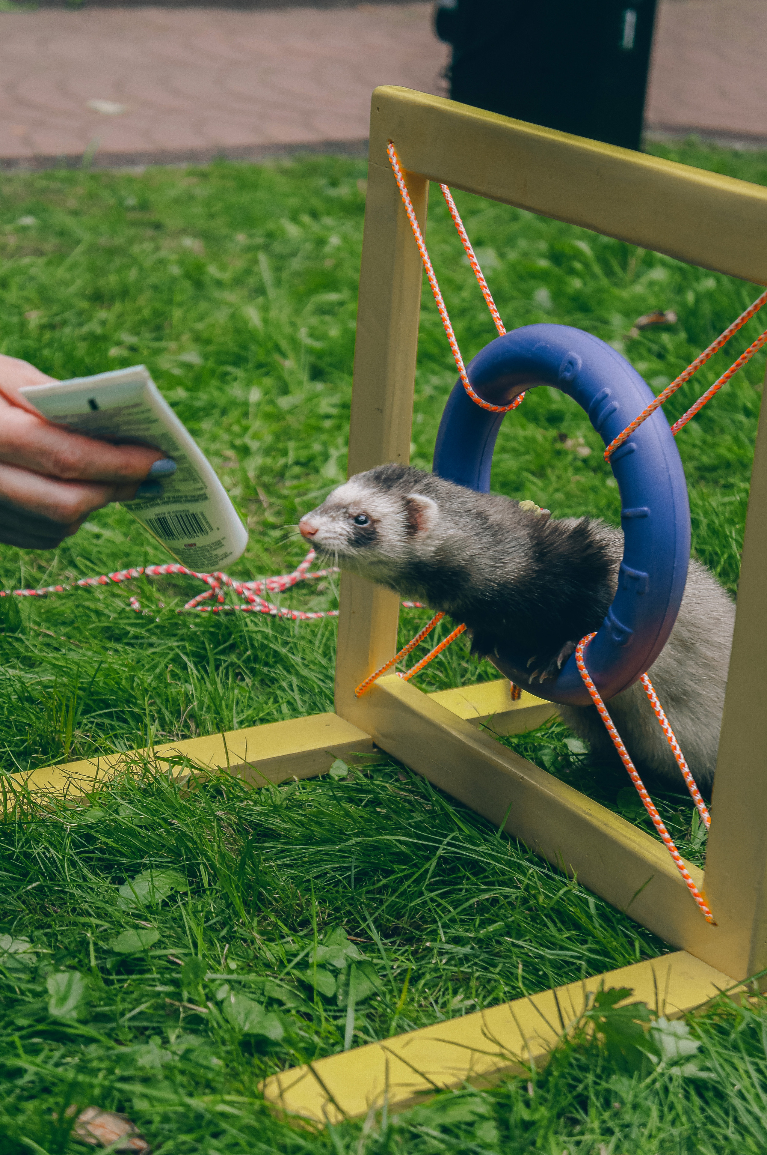 «День хорька». Минск, 2022. Фотограф в Минске Екатерина Тузова