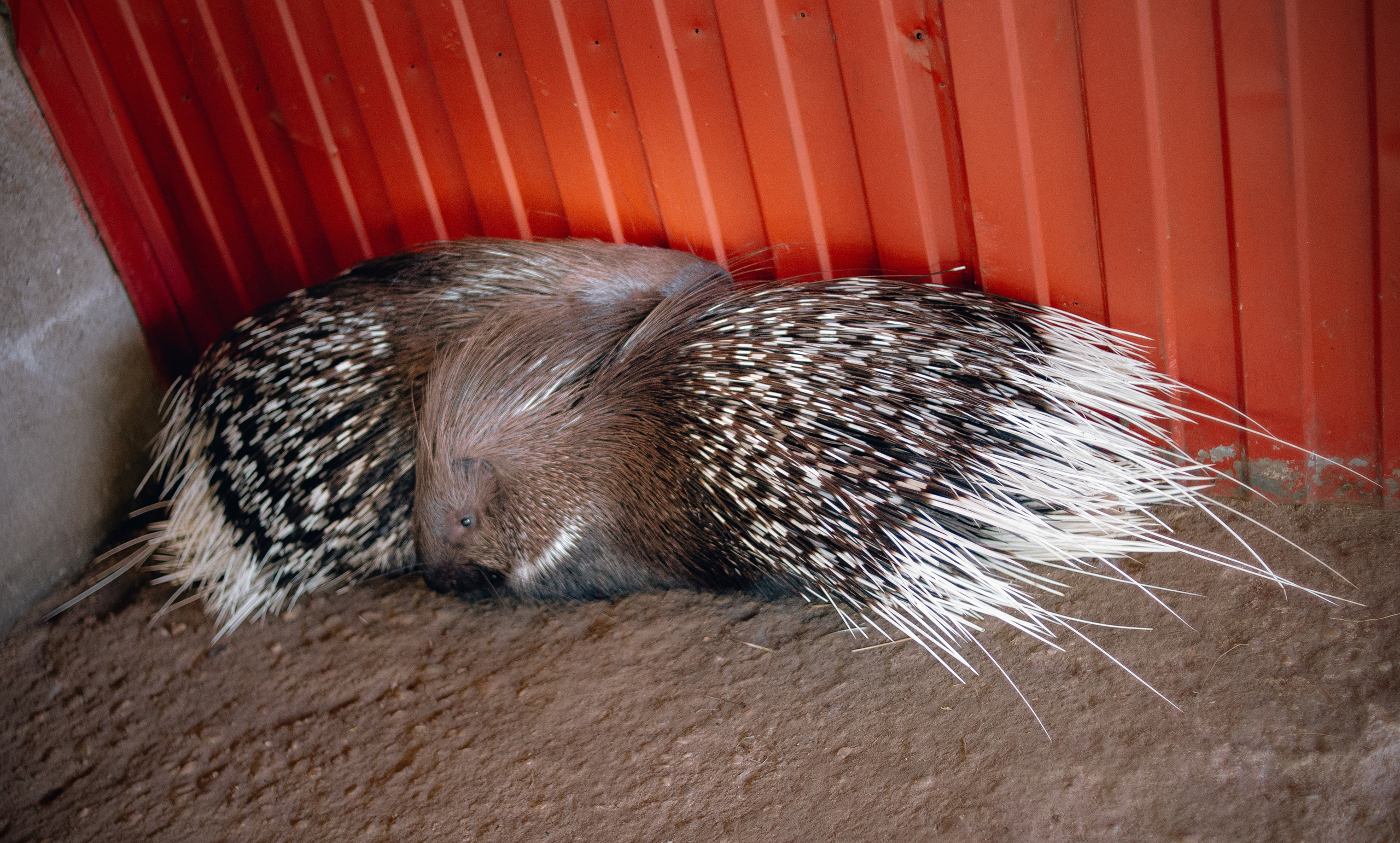 Зверушки. Фотограф в Минске Екатерина Тузова