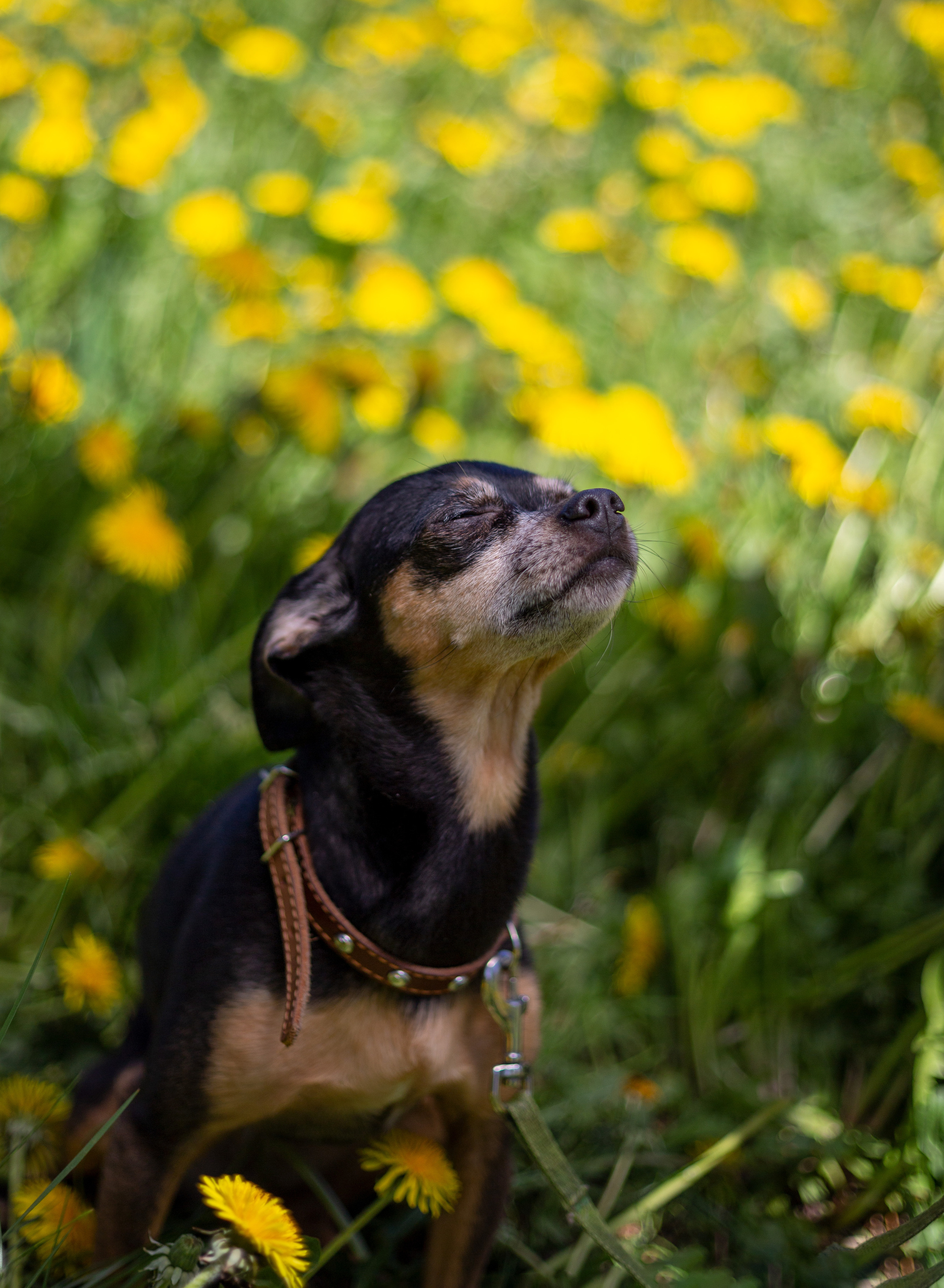 Зверушки. Фотограф в Минске Екатерина Тузова
