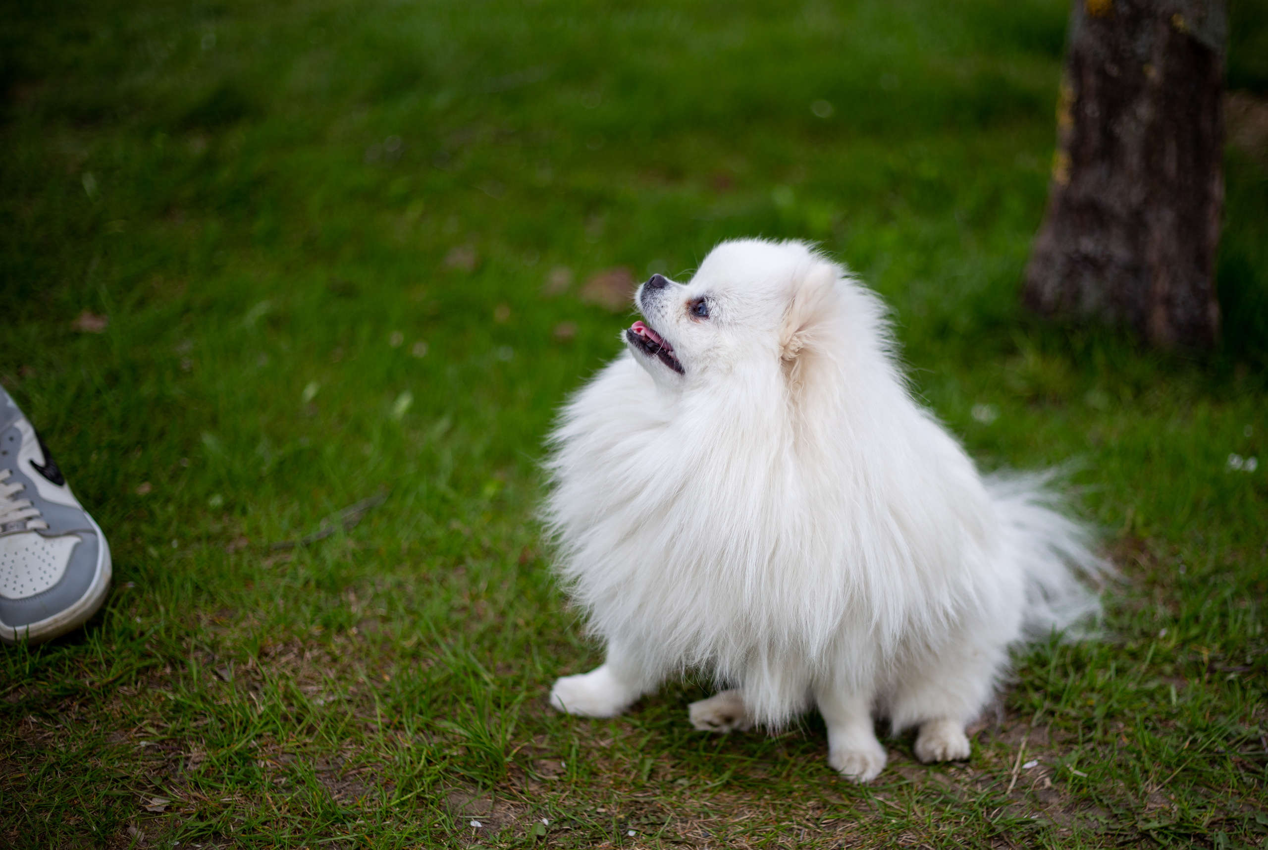 Зверушки. Фотограф в Минске Екатерина Тузова