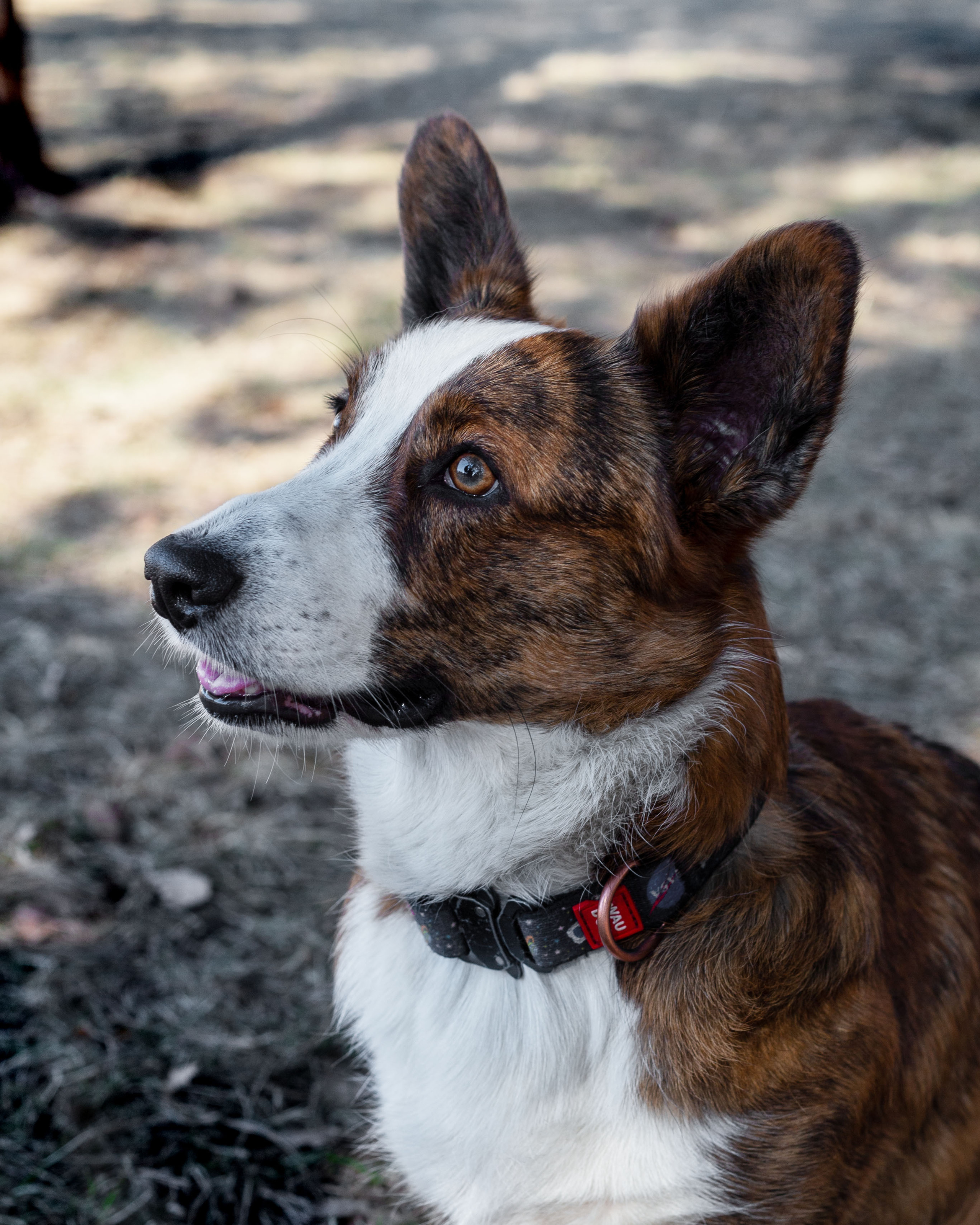 Зверушки. Фотограф в Минске Екатерина Тузова