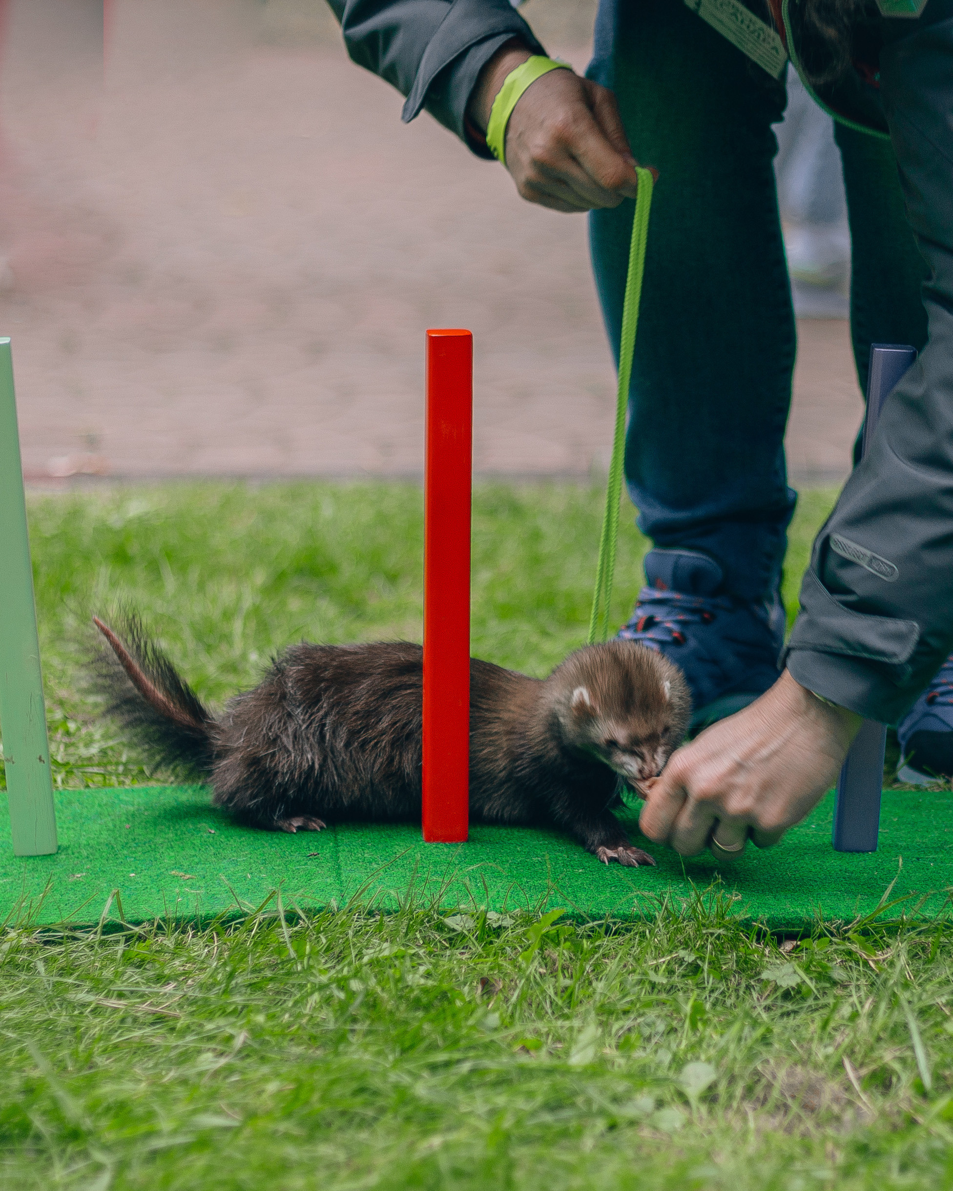 «День хорька». Минск, 2022. Фотограф в Минске Екатерина Тузова