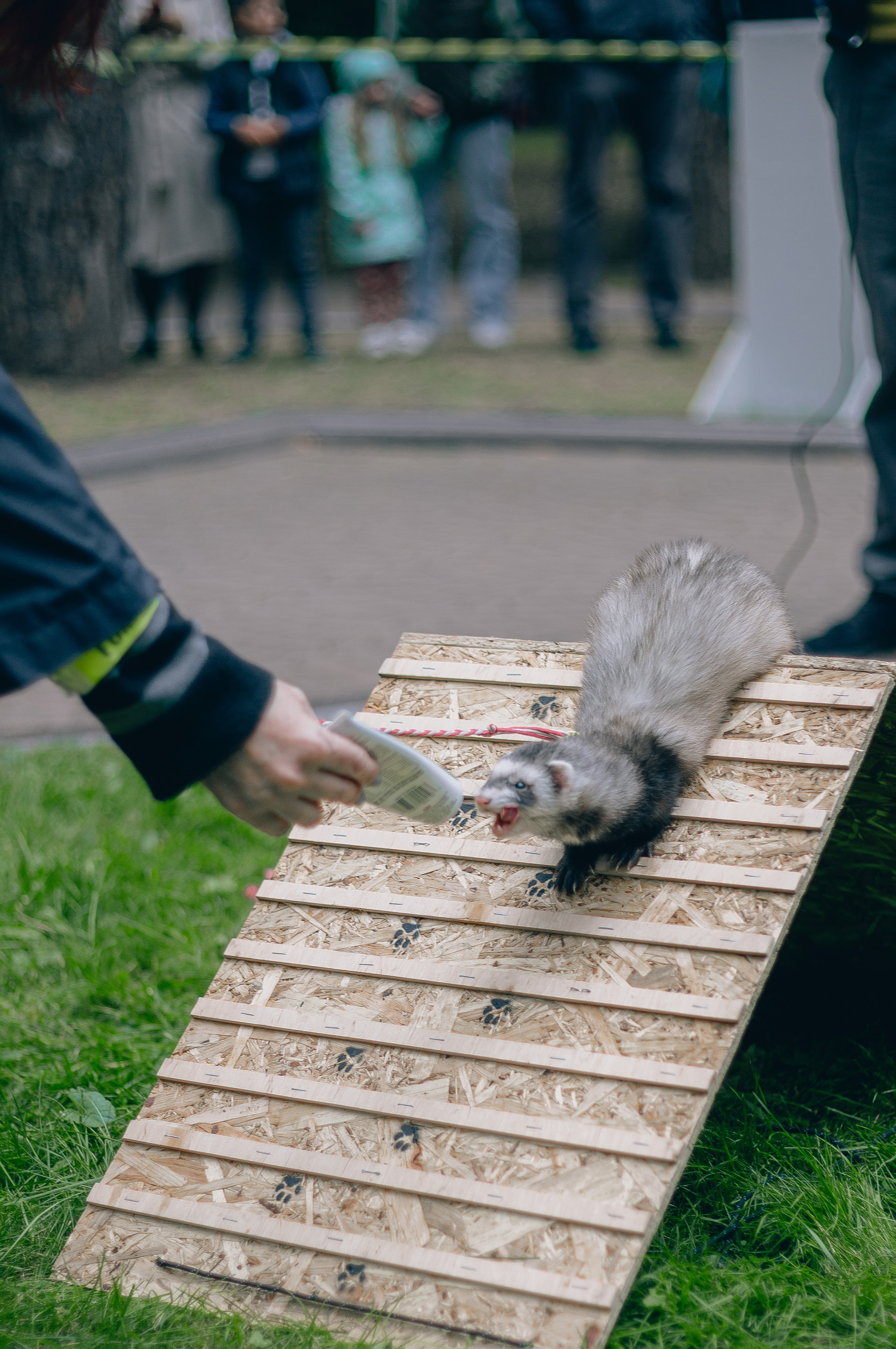 «День хорька». Минск, 2022. Фотограф в Минске Екатерина Тузова