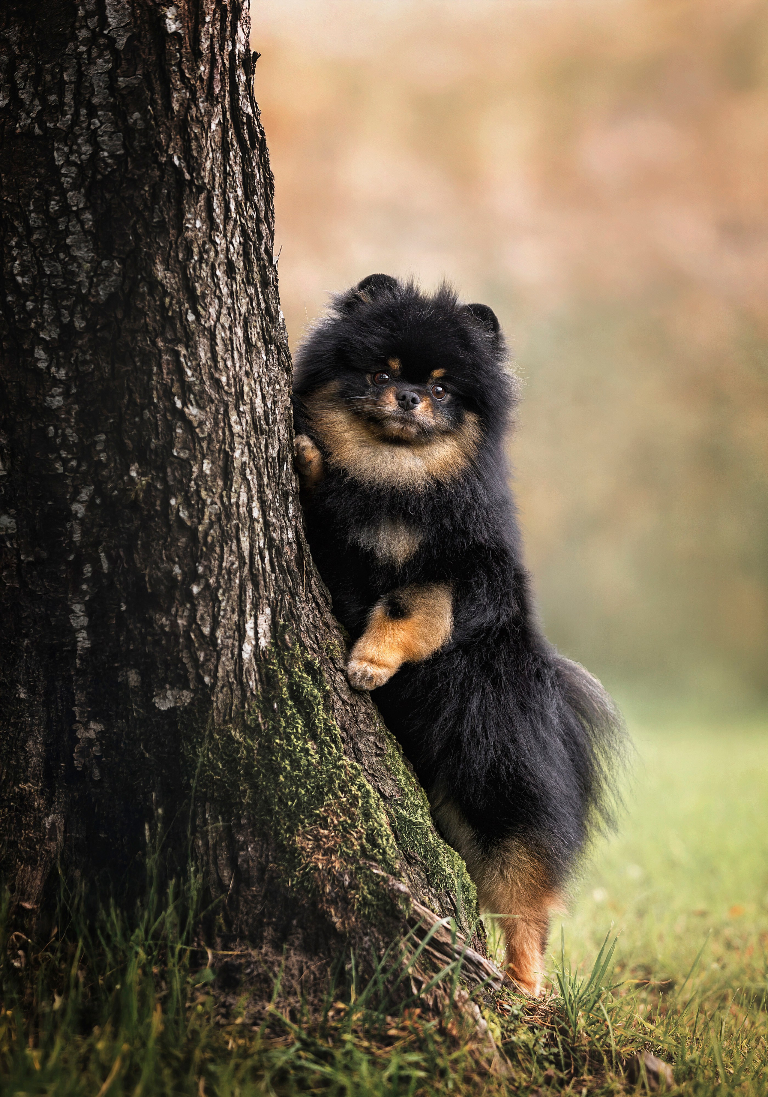 Портретная съемка. Фотограф-анималист в Санкт-Петербурге — Юлия Чайкина