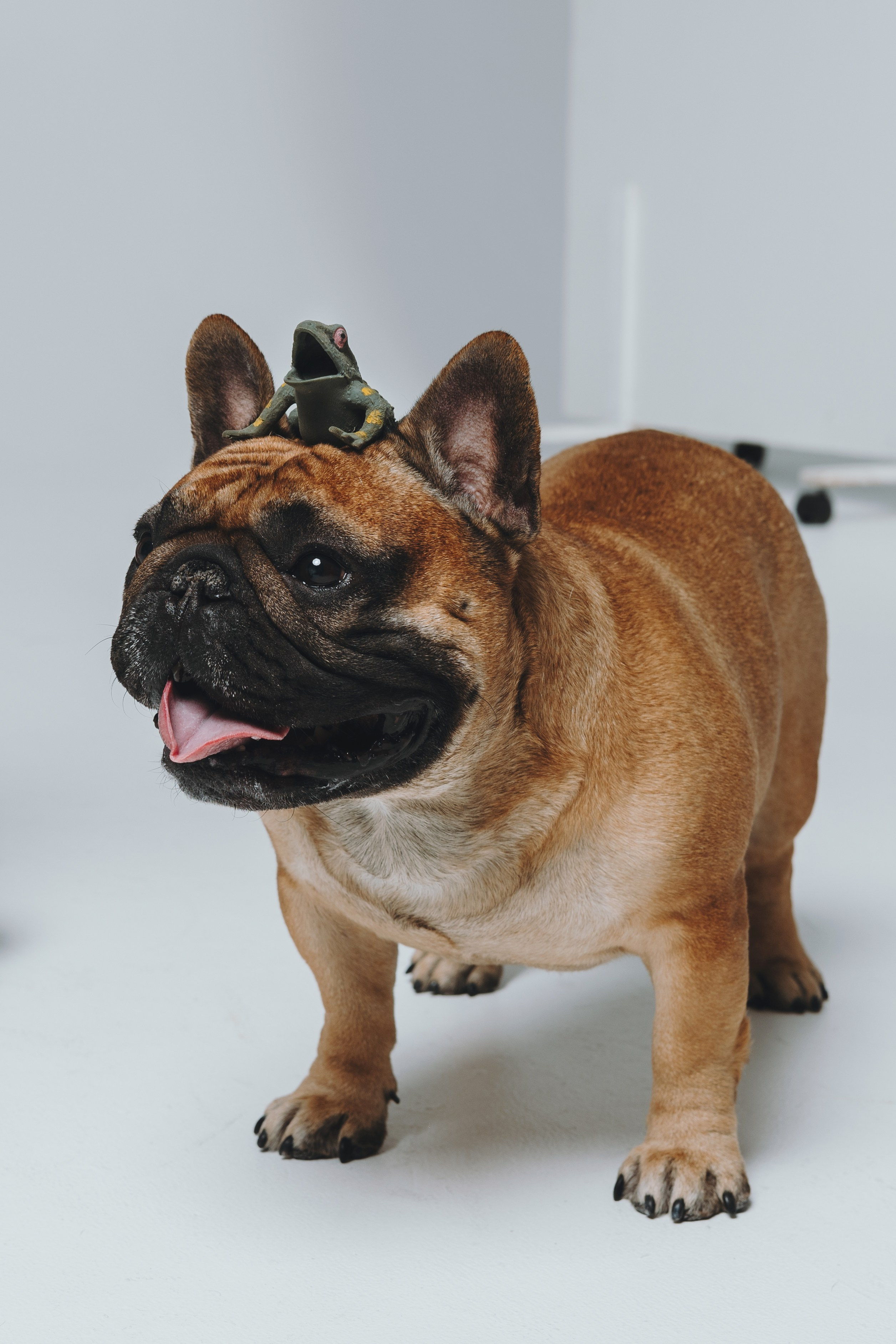 Анна, Юля, грогу и Винс. Фотограф — анималист Владивосток, Алина