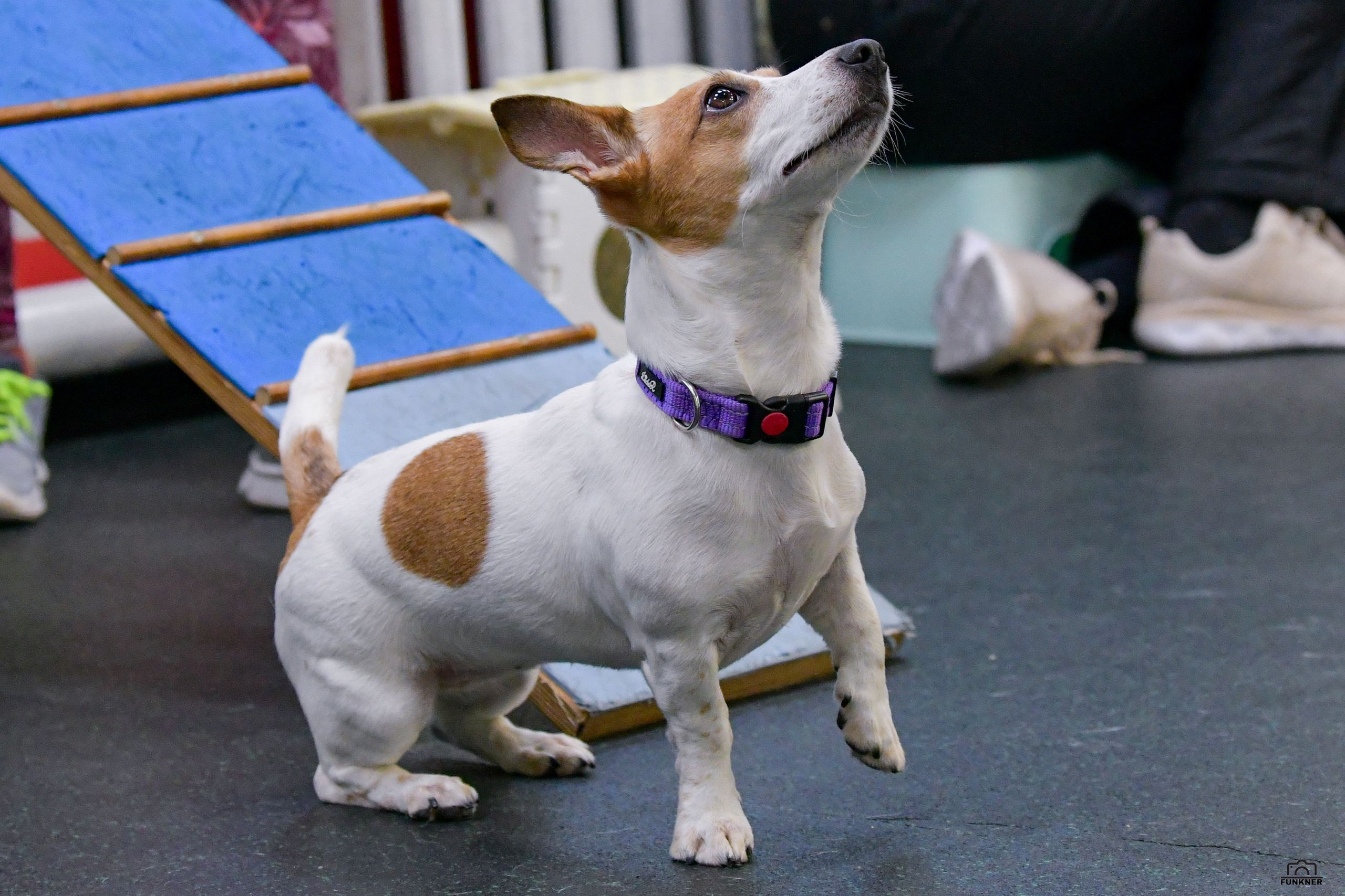 Кинологический клуб «Бодрый хвост». Свой взгляд через объектив