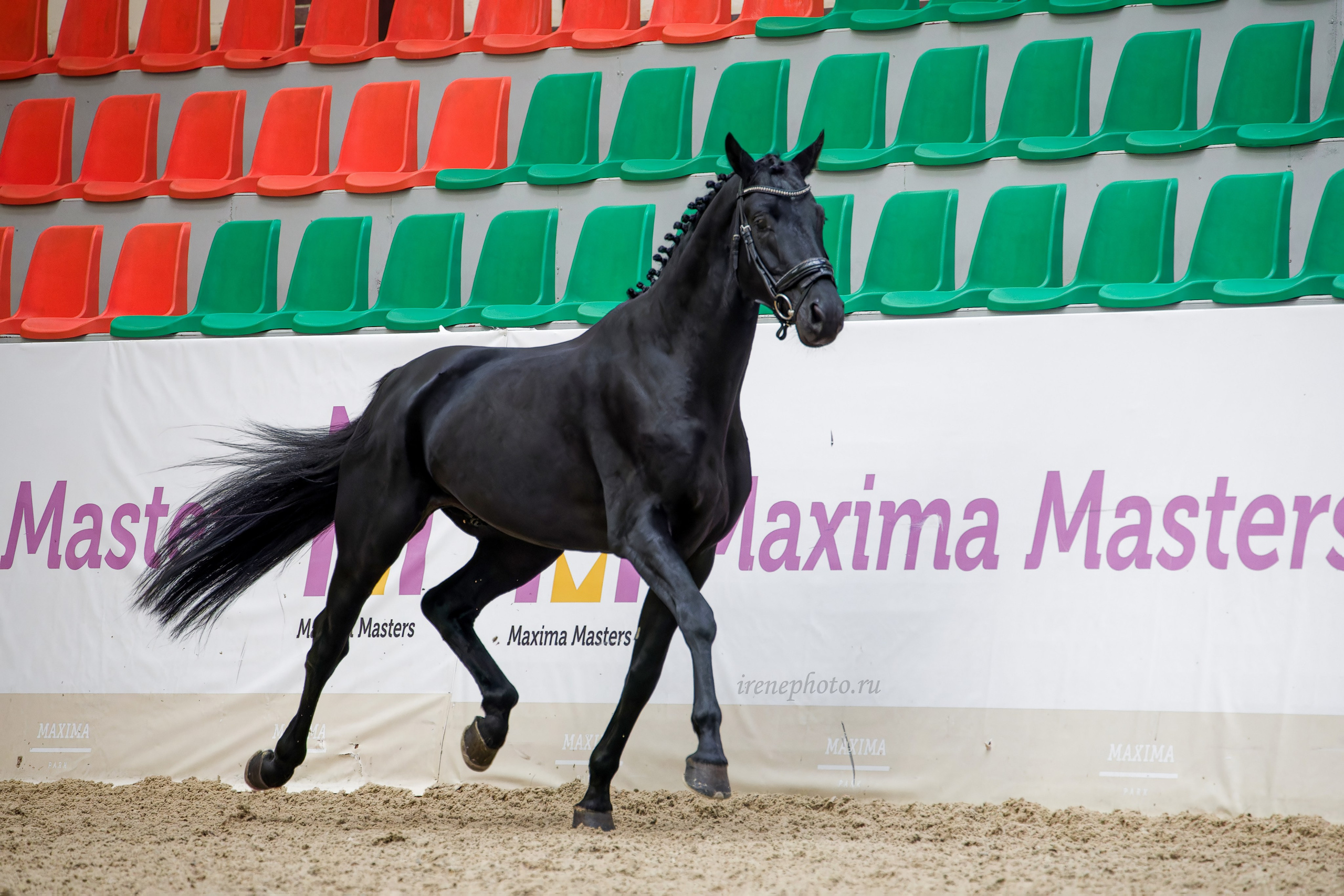 Конная Россия 2024 Оценка двигательных качеств. Irenephoto.ru