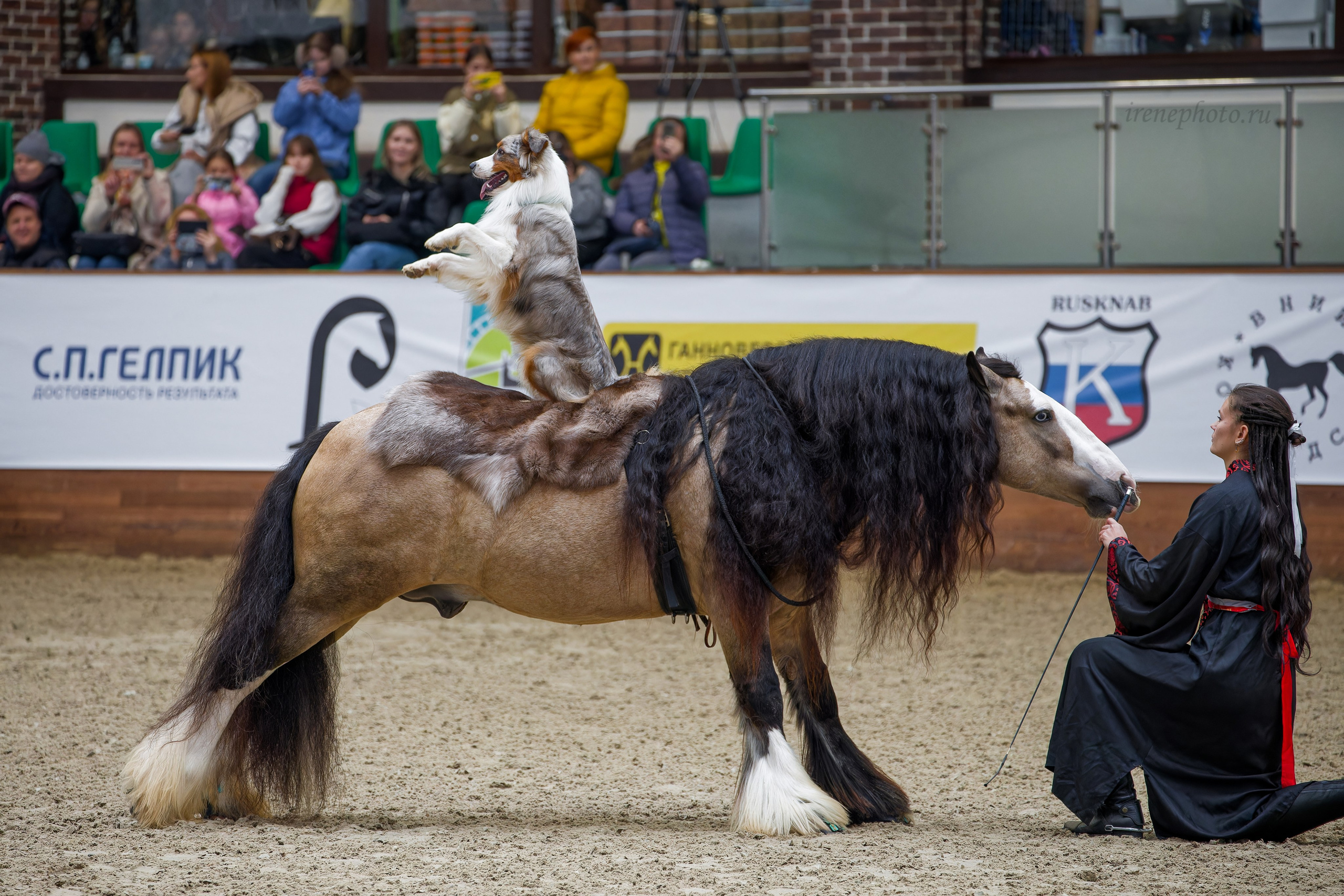 Конная Россия 2024. Irenephoto.ru