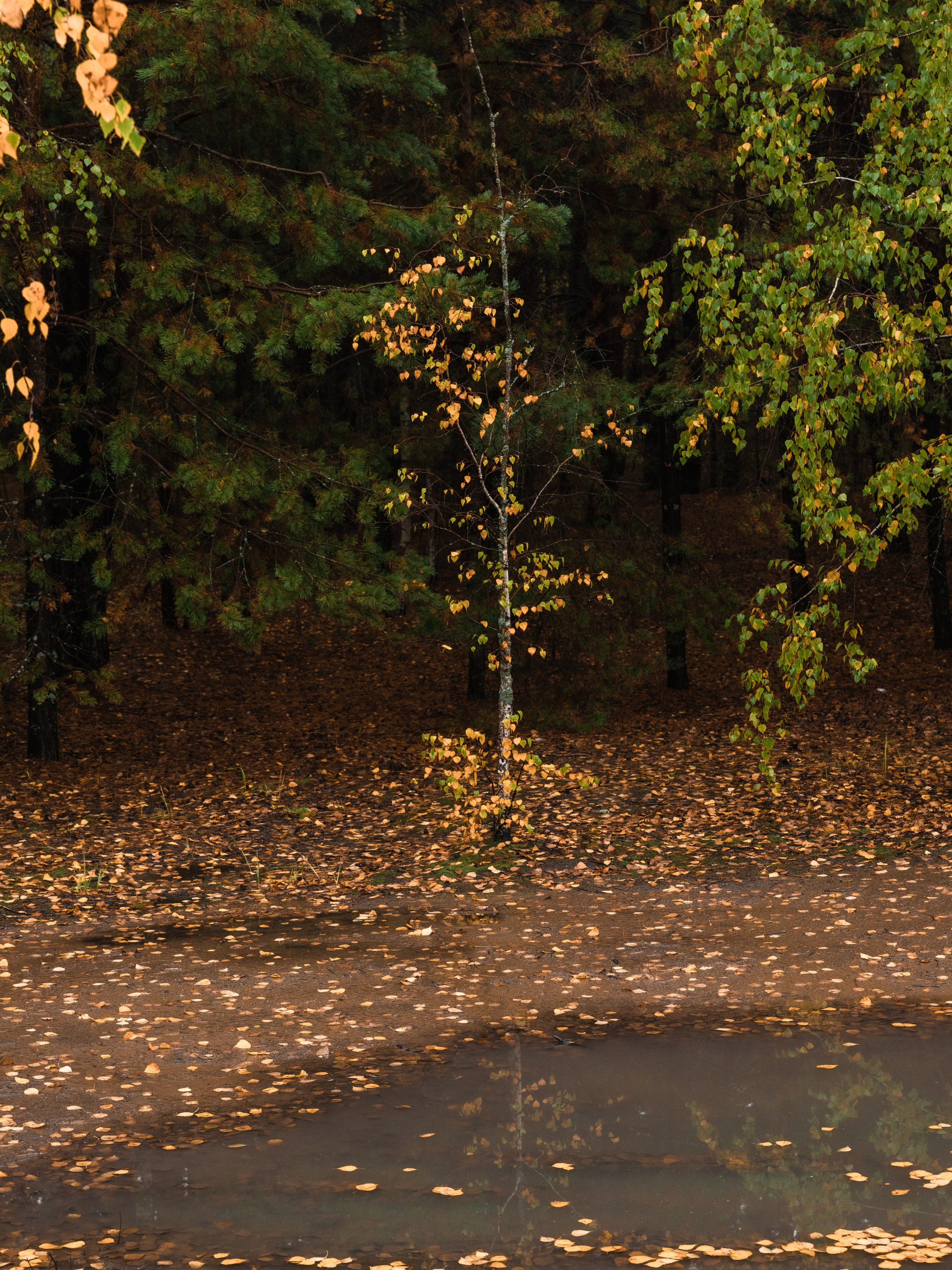 Кондуки. Октябрь 2023. Фотографии