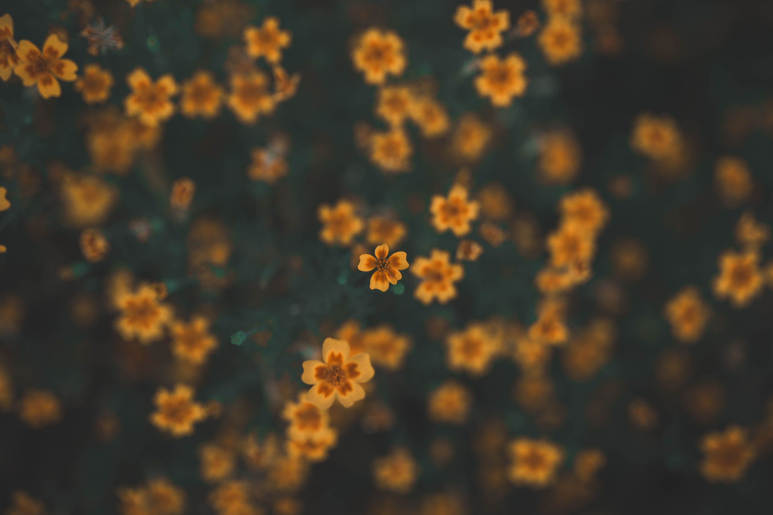 Флора и фауна. Sergey Shapovalov, фотограф, видеограф, графический дизайнер, монтажер