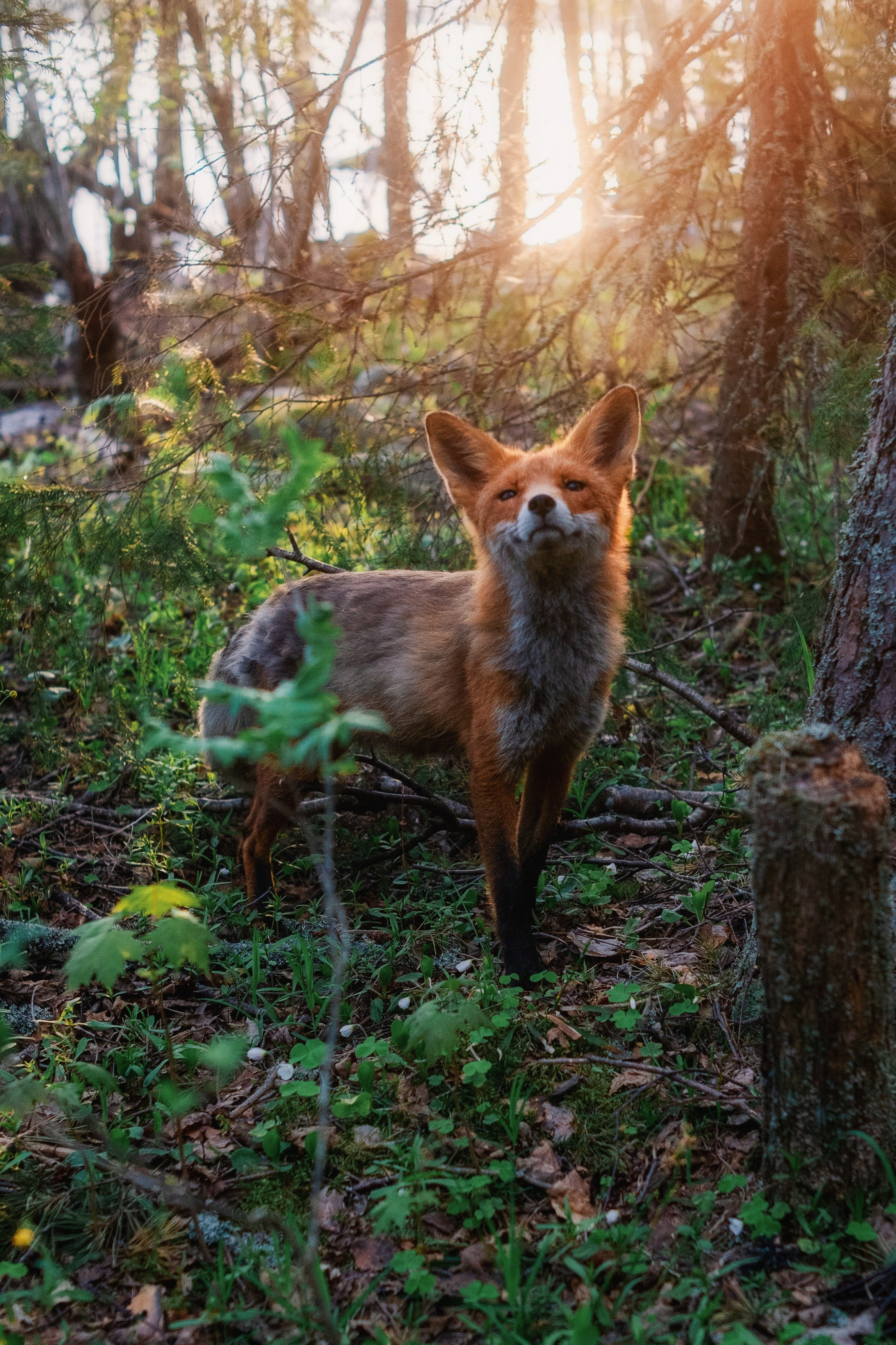 Природа. Трандин Иван Фотограф СПб