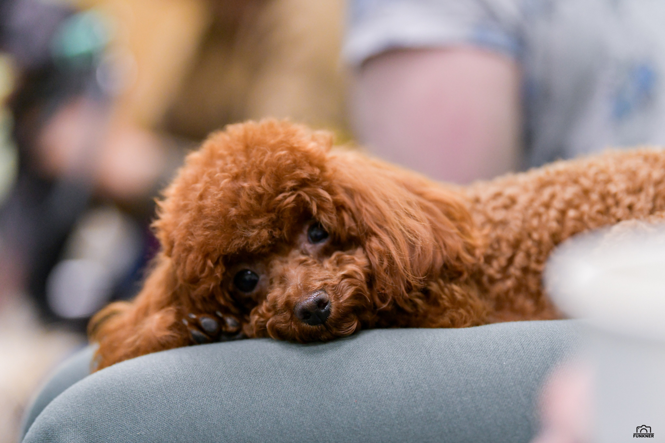 Кинологический клуб «Бодрый хвост». Свой взгляд через объектив