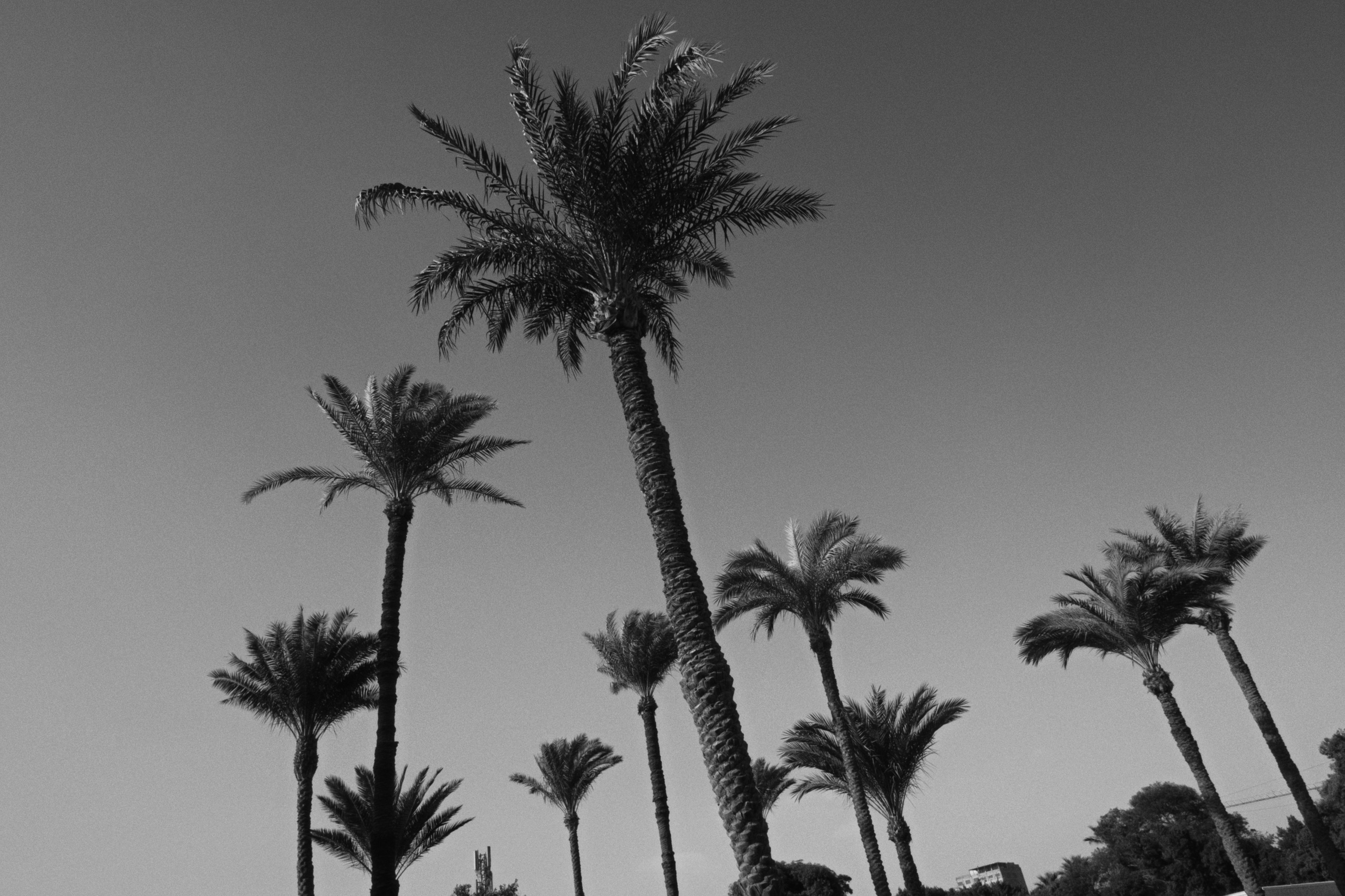 War Memorial Cemetery / Cairo, Egypt AW25. Фотограф Юрин Евгений