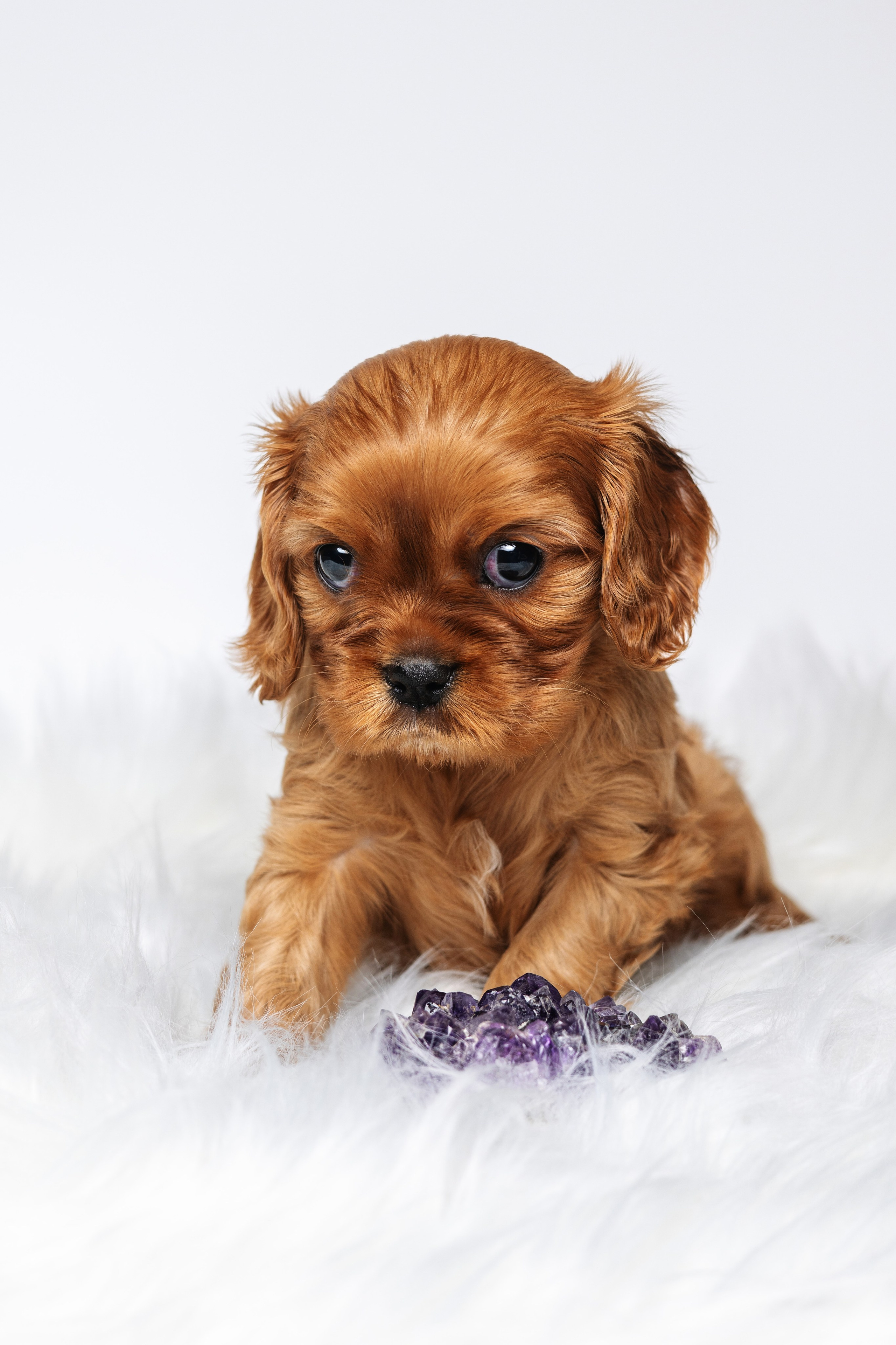 ККЧС. Фотограф анималист Осипчикова Мария