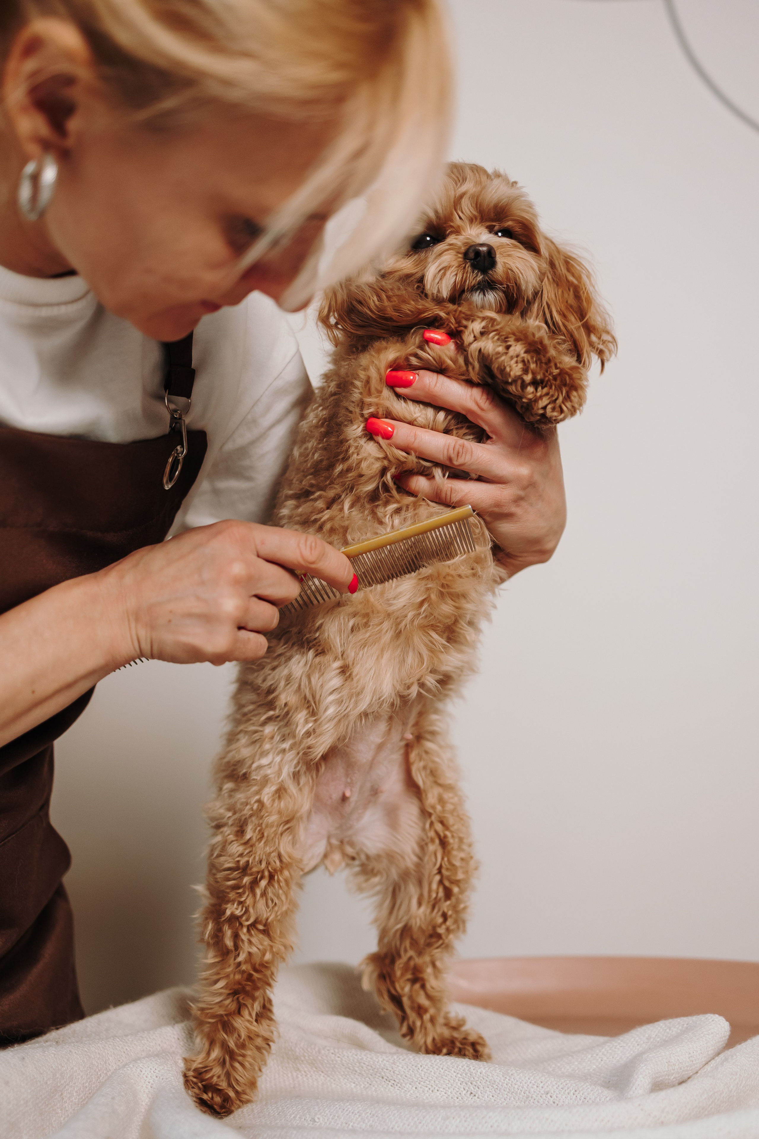 Груминг. Фотограф-анималист в Санкт-Петербурге Алина Яхонт
