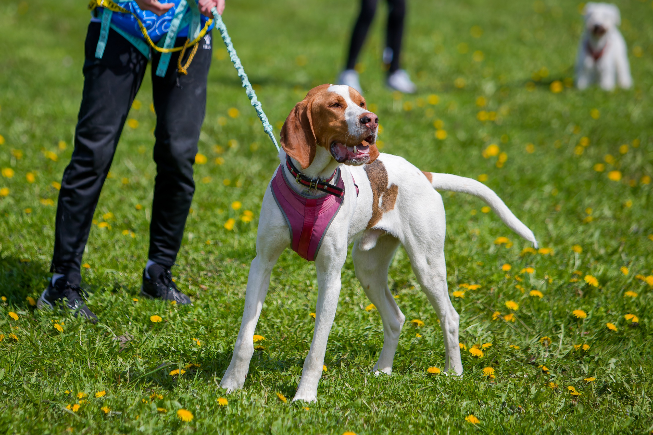 Необыкновенный Кросс — май 2025. Irenephoto.ru