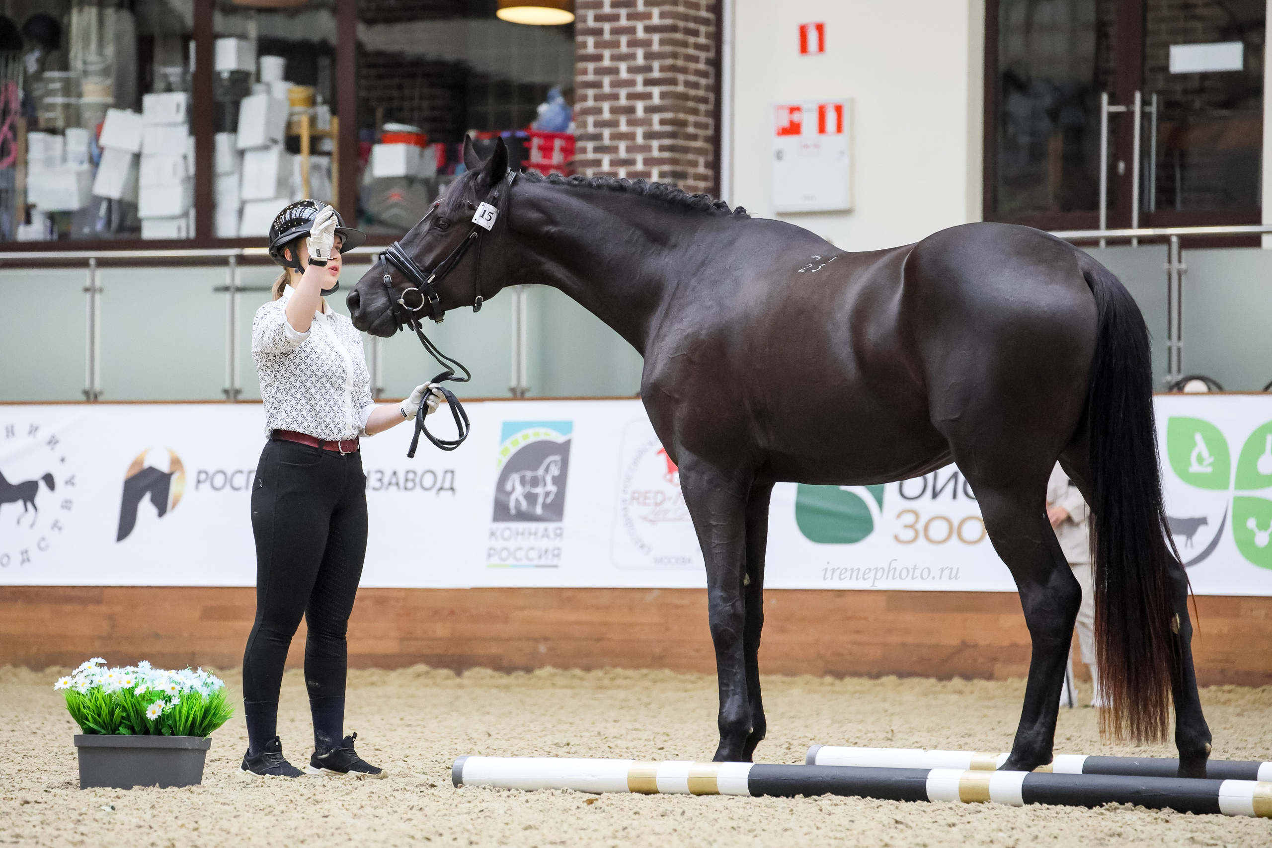 Конная Россия 2024 Оценка двигательных качеств. Irenephoto.ru