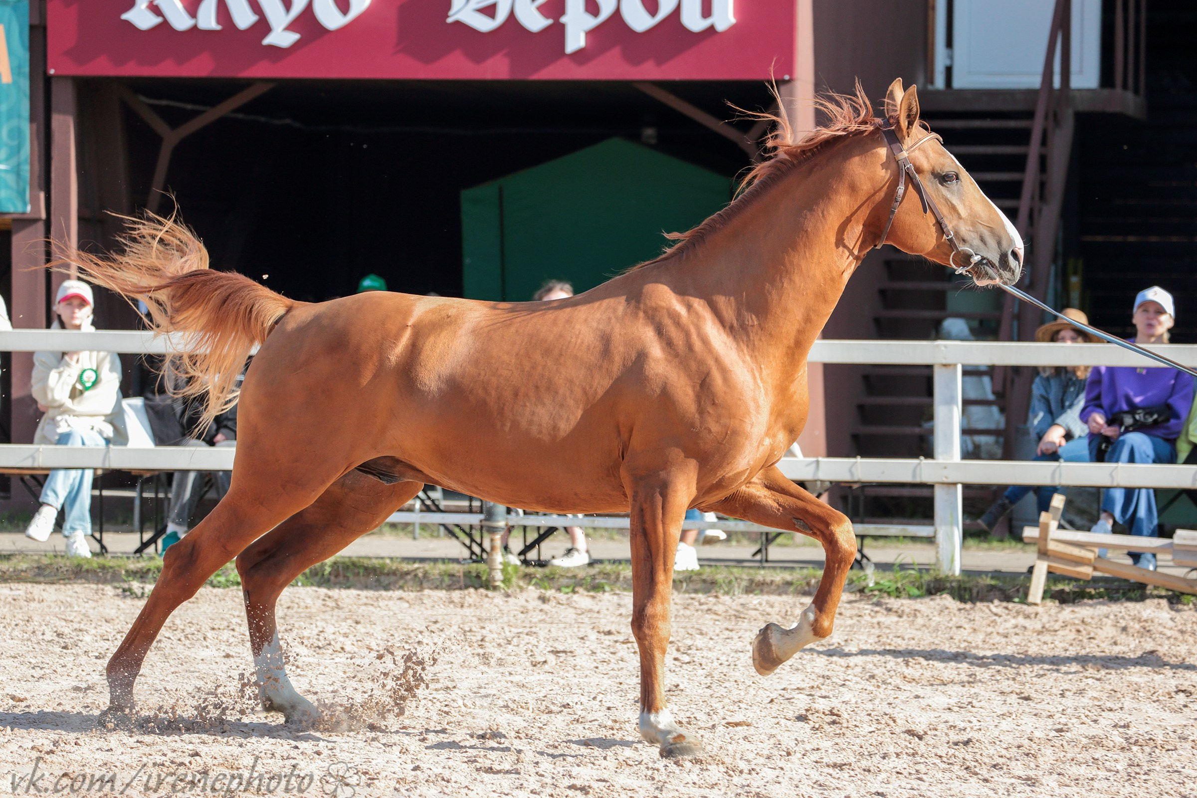 Иппосфера 2024. Irenephoto.ru