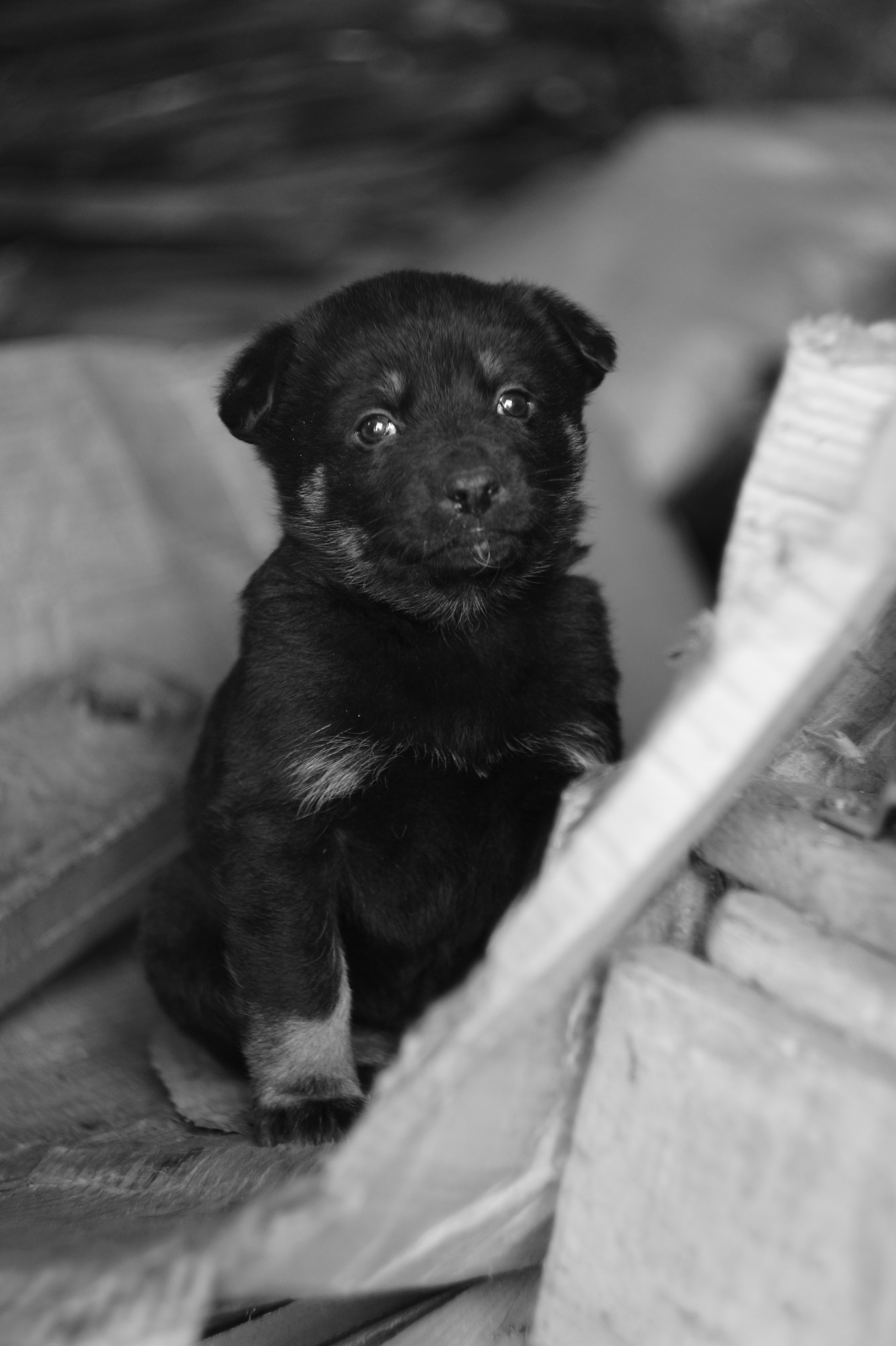 Dogs. Профессиональный фотограф