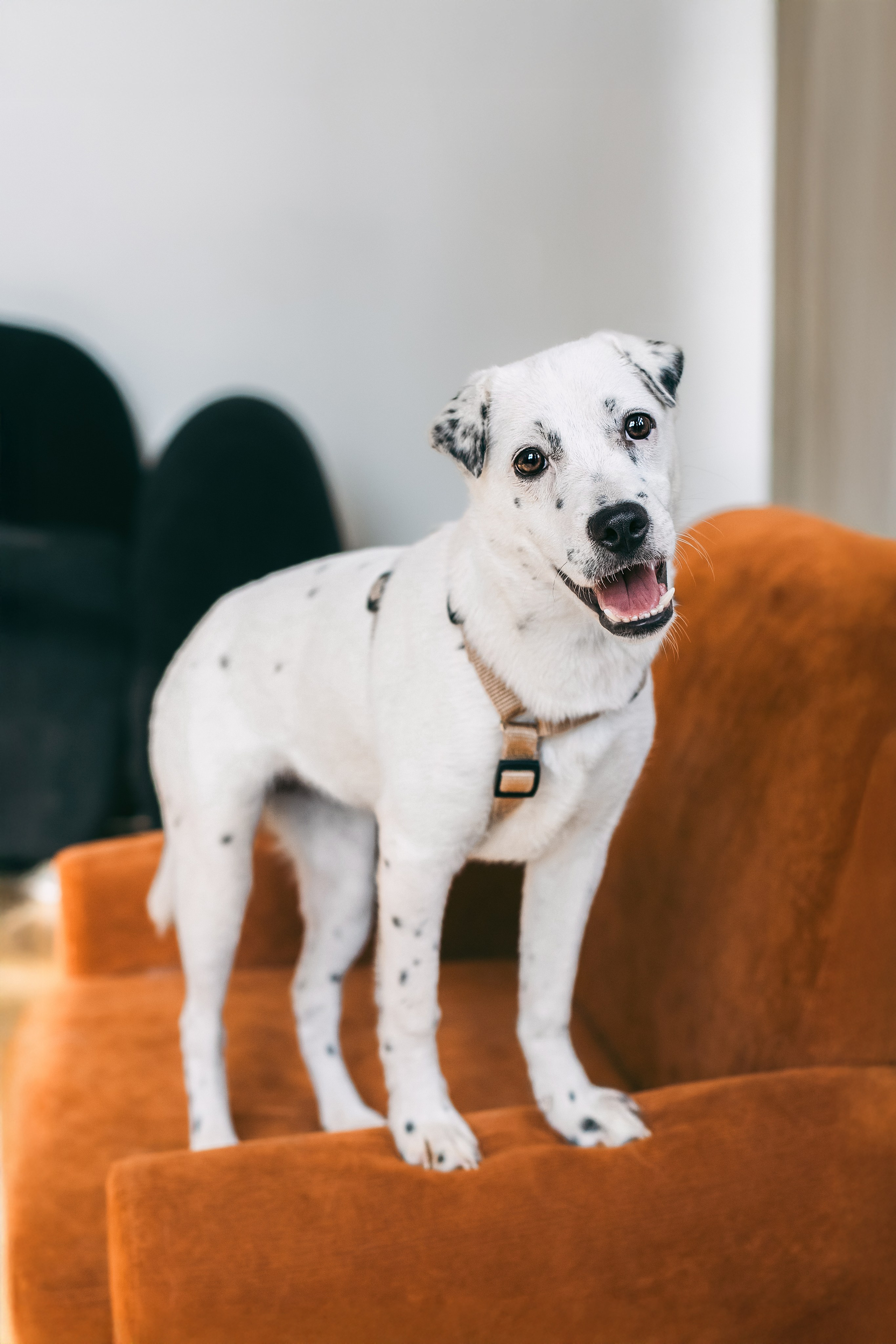 Студия лето 2025. Фотограф-анималист Татьяна Степанова