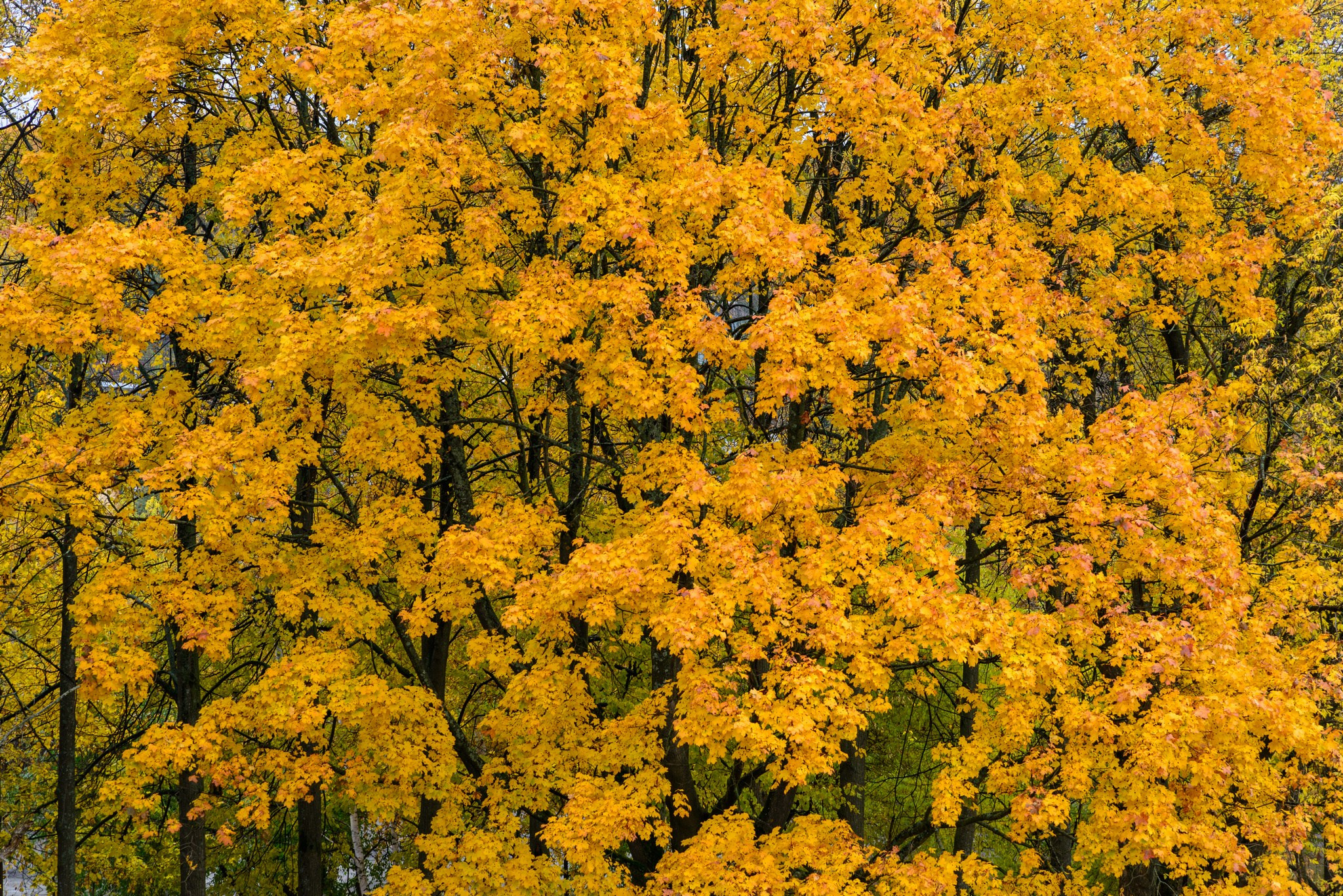 Золотая осень в средней полосе России.