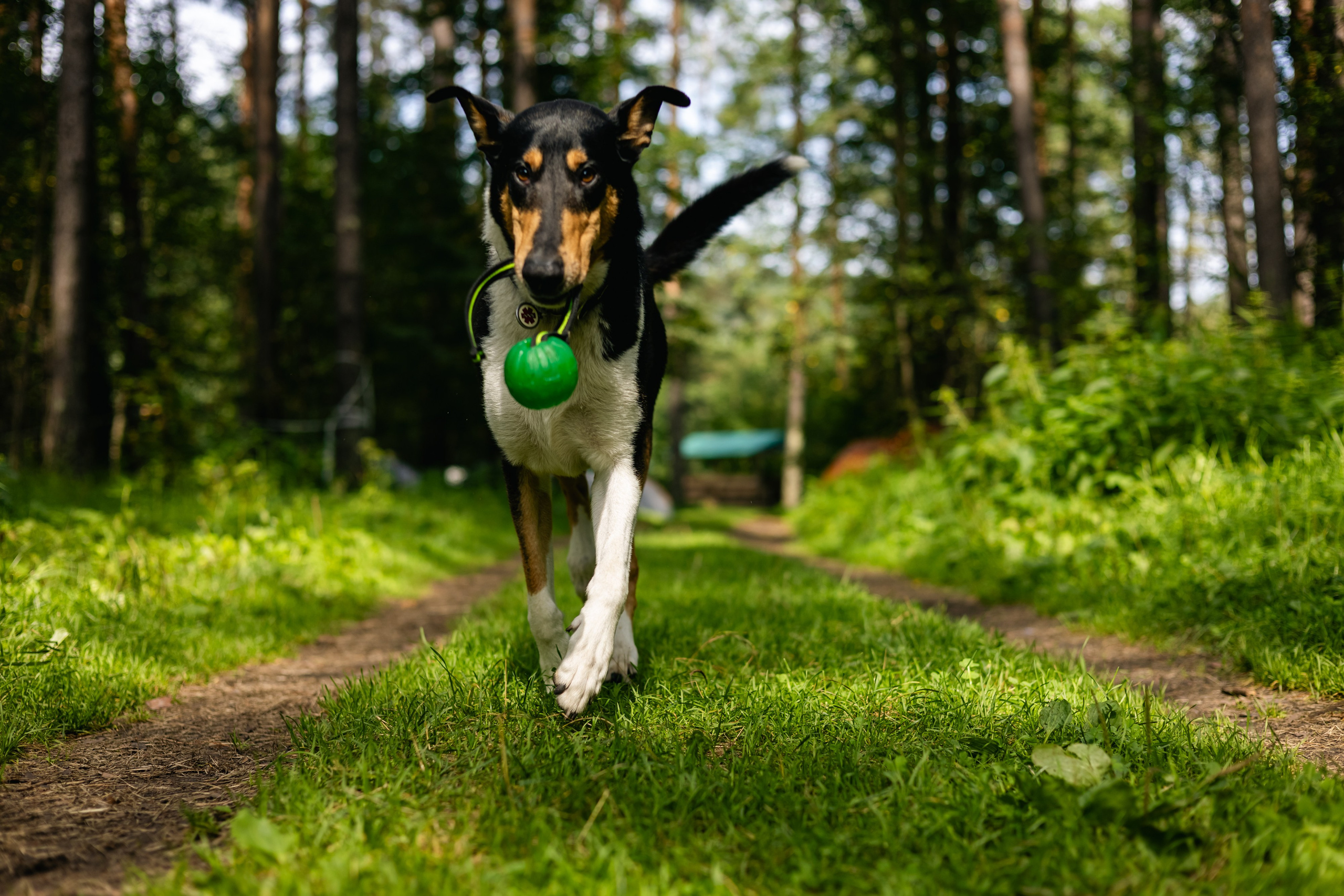 VI ОТКРЫТЫЕ КИНОЛОГИЧЕСКИЕ СОРЕВНОВАНИЯ. ЧЕЛЯБИНСКАЯ ОБЛАСТЬ 2025. Репортажный фотограф Наталья Лапцевич