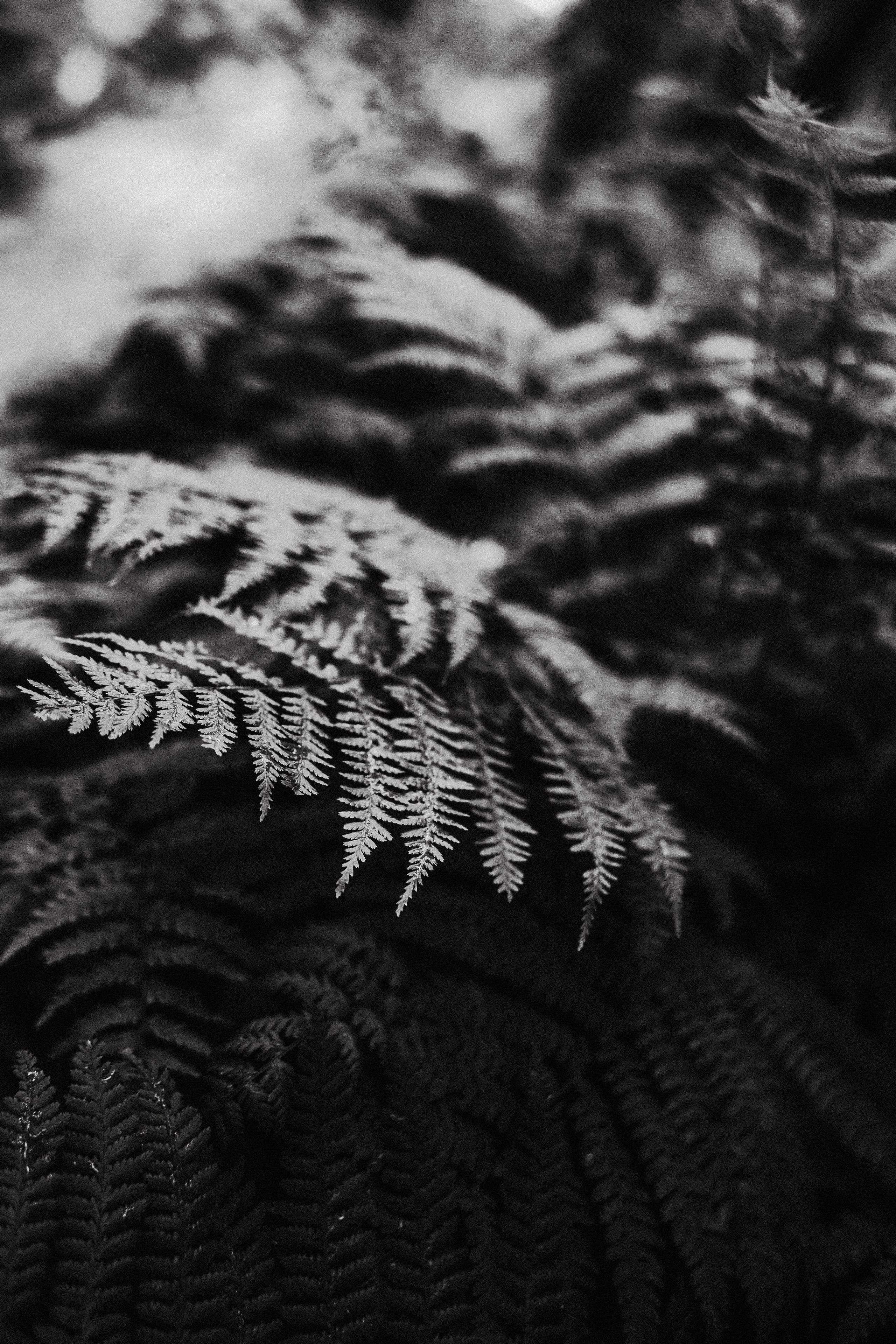 Ирина. Папоротник. Фотограф в Нижнем Новгороде