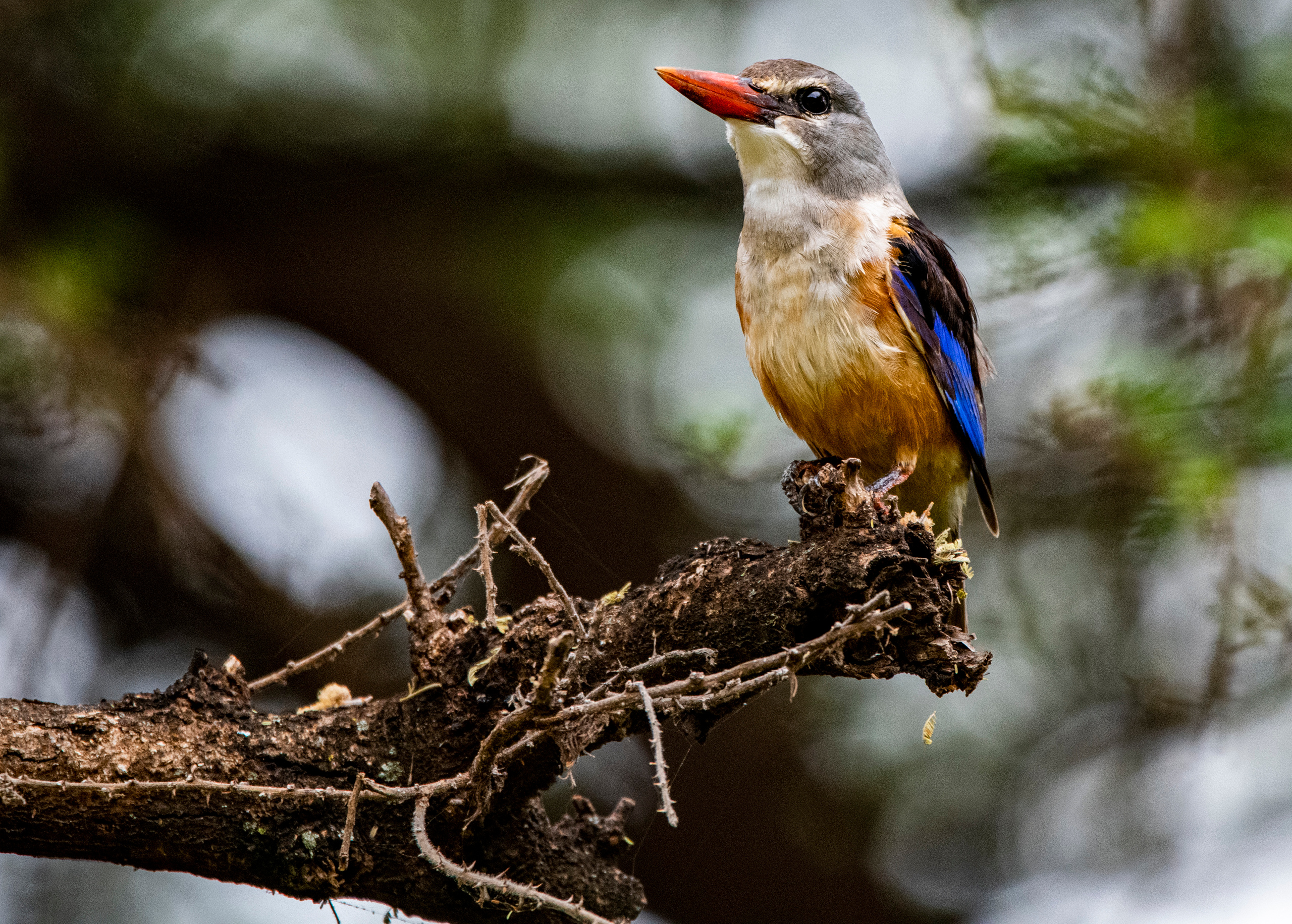 Танзания. Фотограф Сергей Пупонин