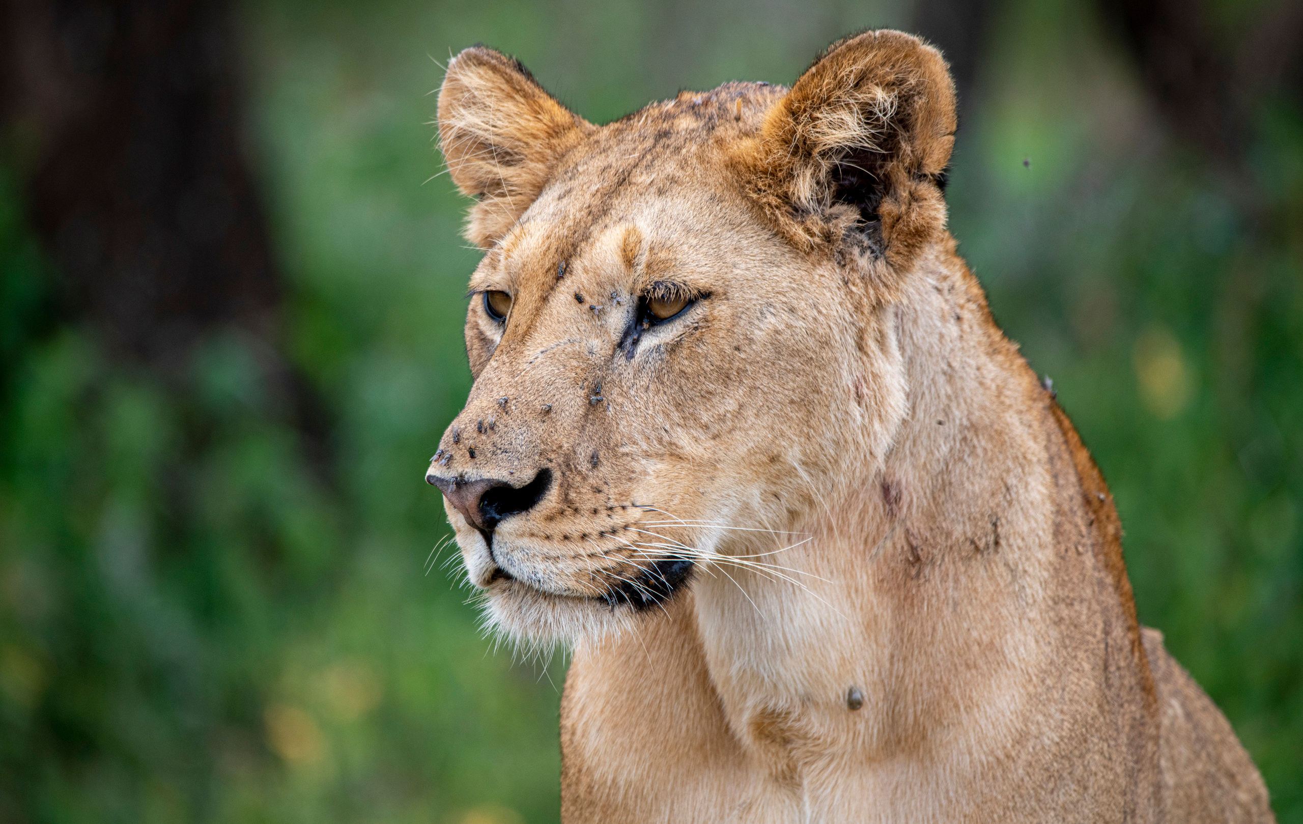 Танзания. Фотограф Сергей Пупонин