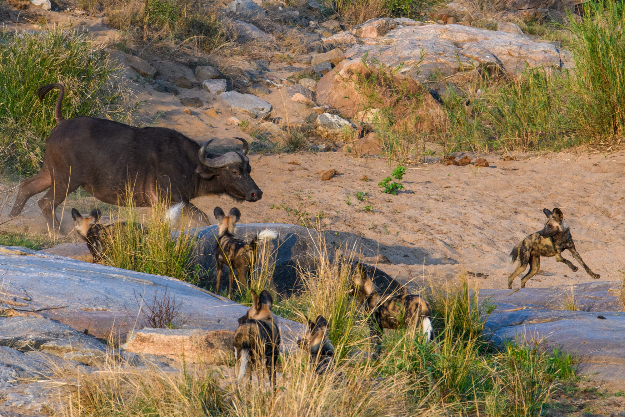Саби Сэндз, парк Крюгера, ЮАР. Wildlife photography by Sergey Puponin