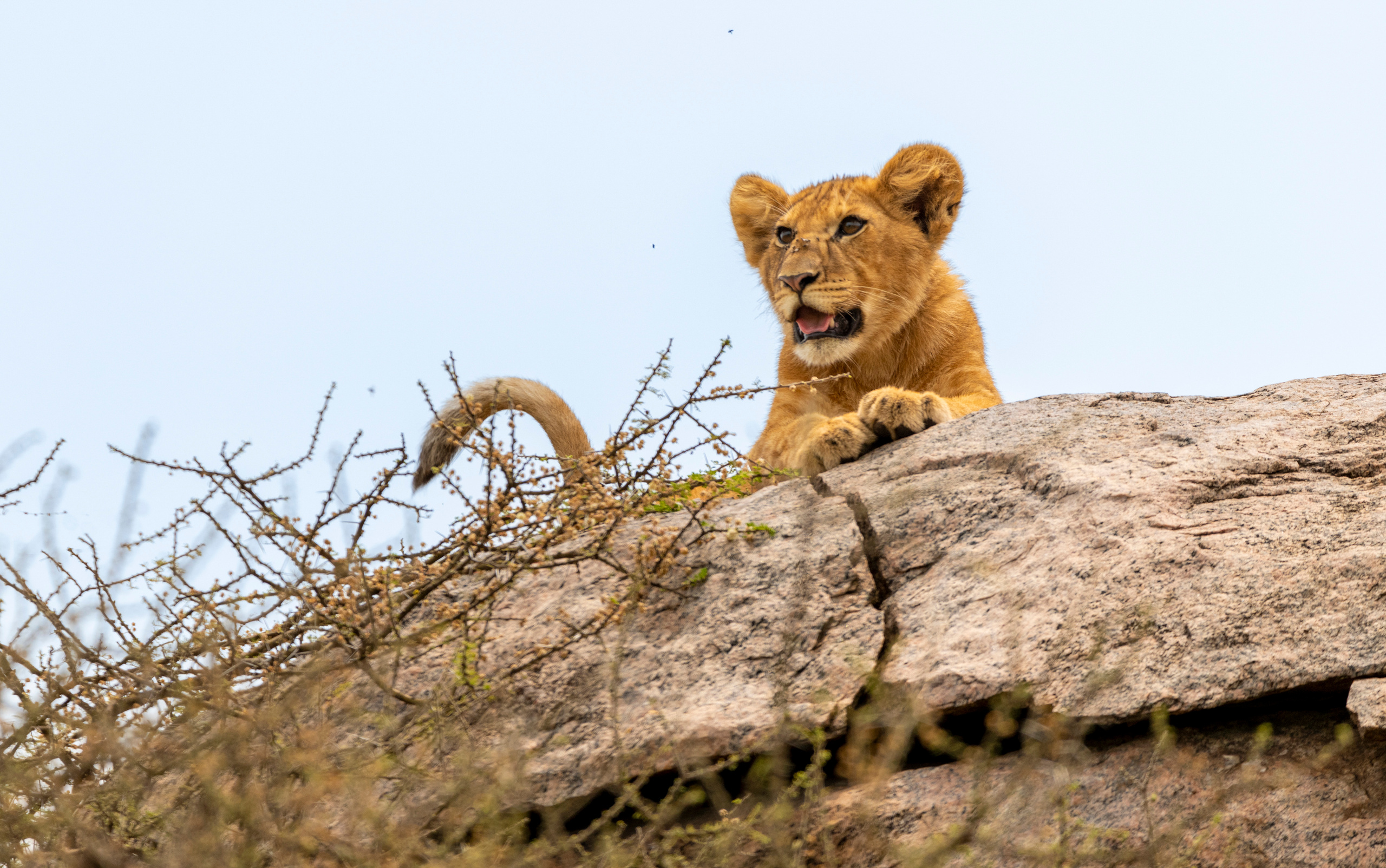 Танзания. Фотограф Сергей Пупонин