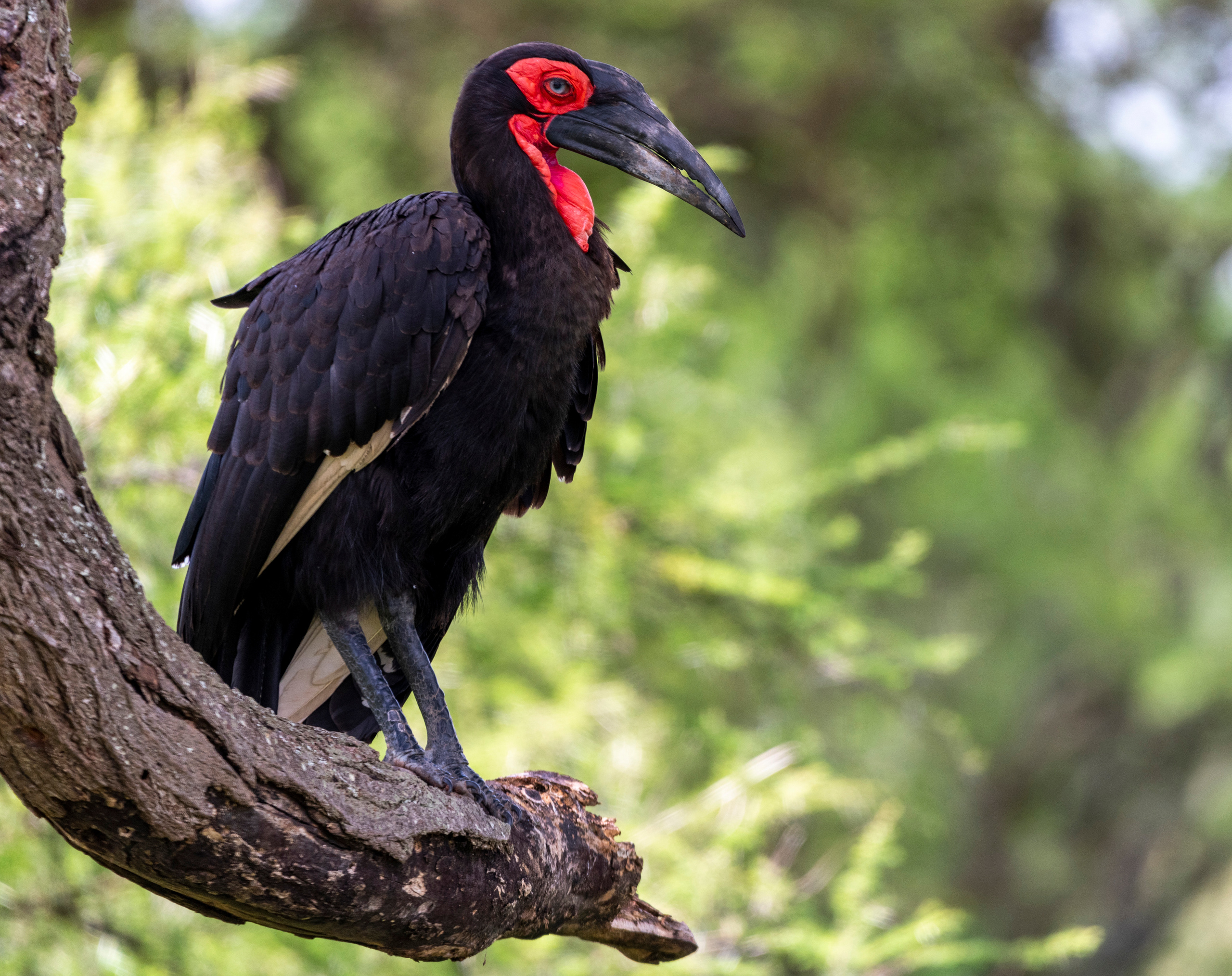 Танзания. Фотограф Сергей Пупонин