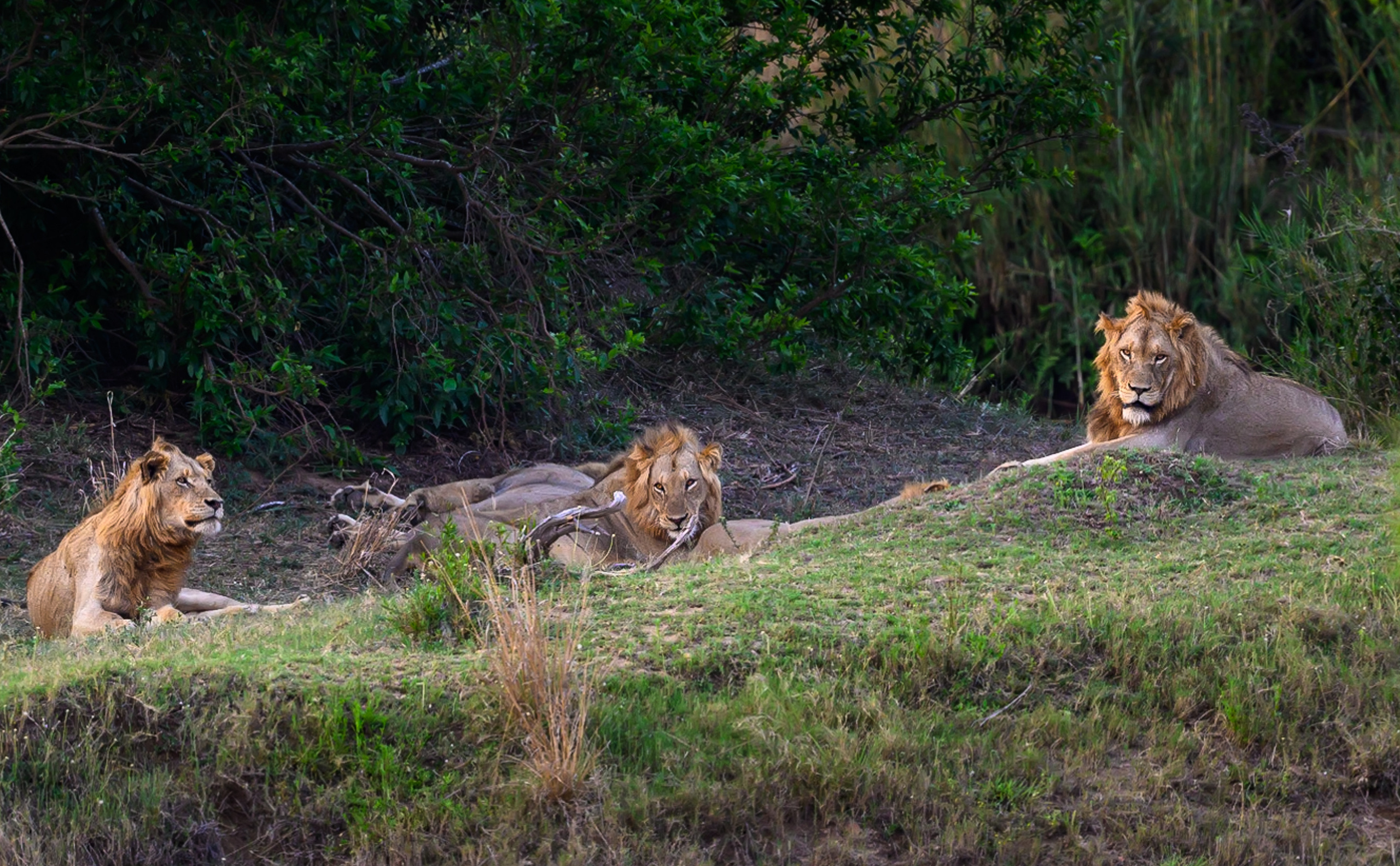 Саби Сэндз, парк Крюгера, ЮАР. Wildlife photography by Sergey Puponin