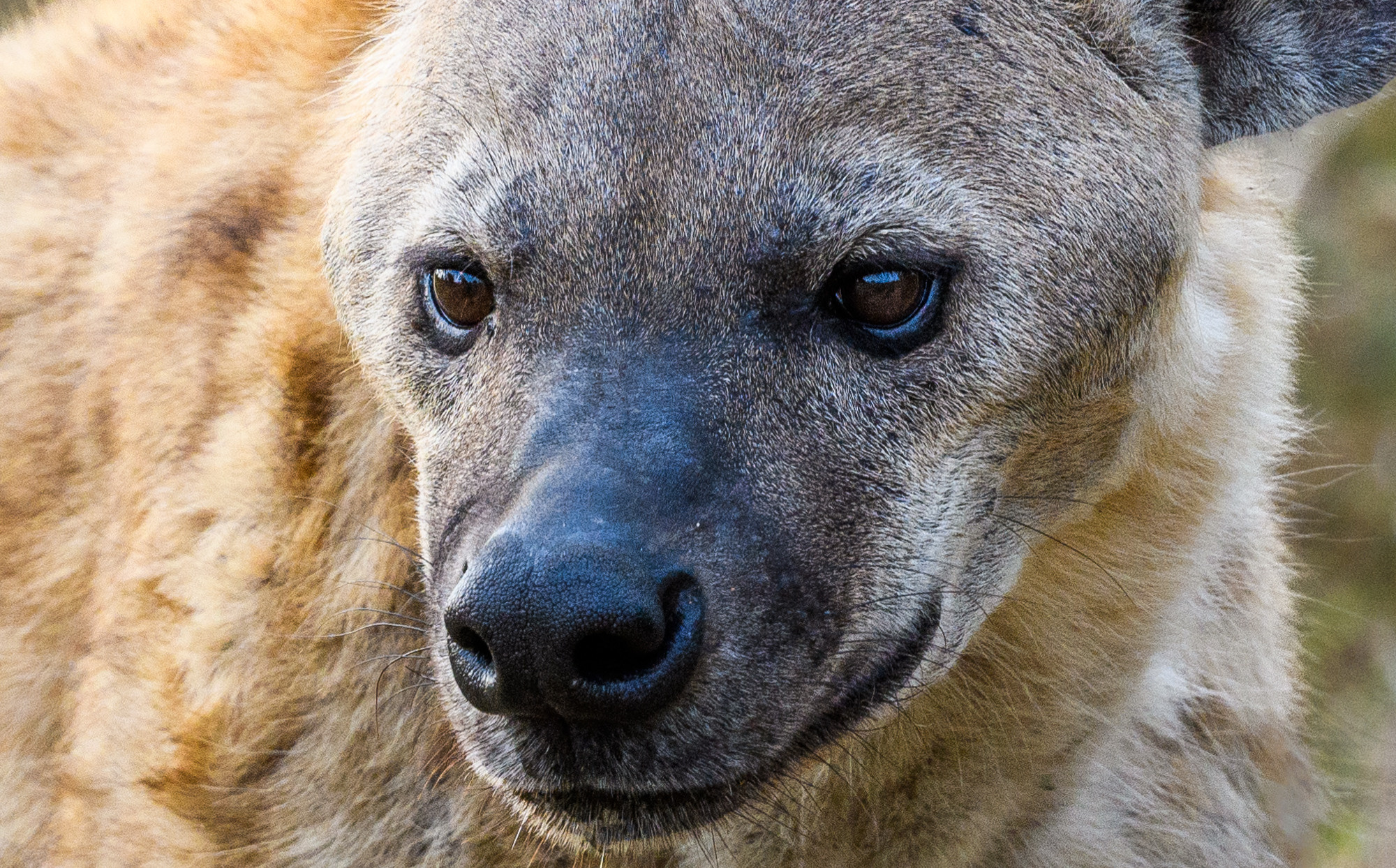 Саби Сэндз, парк Крюгера, ЮАР. Wildlife photography by Sergey Puponin