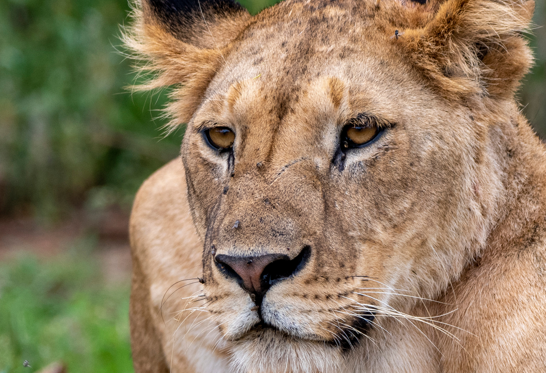 Танзания. Фотограф Сергей Пупонин