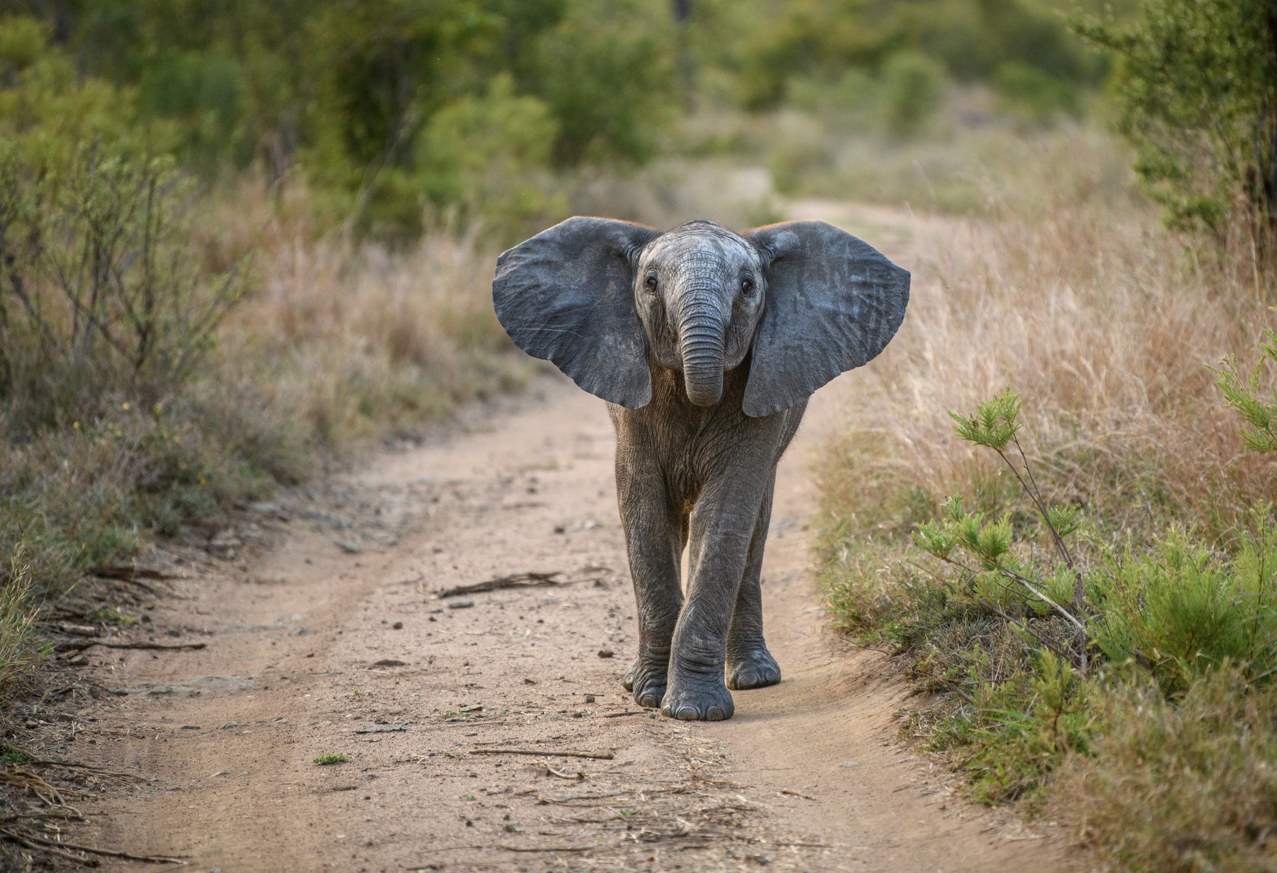 Саби Сэндз, парк Крюгера, ЮАР. Wildlife photography by Sergey Puponin