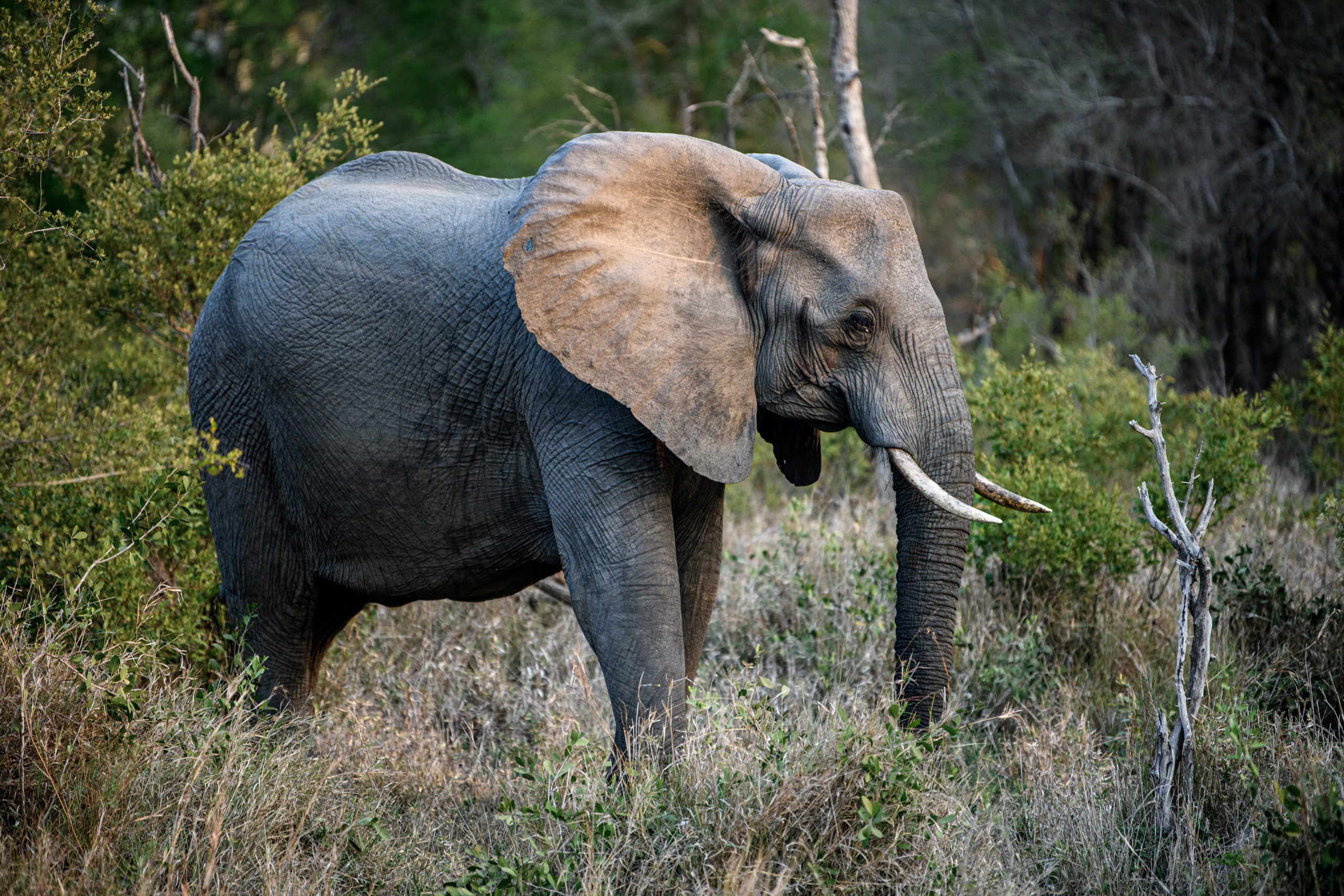 Саби Сэндз, парк Крюгера, ЮАР. Wildlife photography by Sergey Puponin