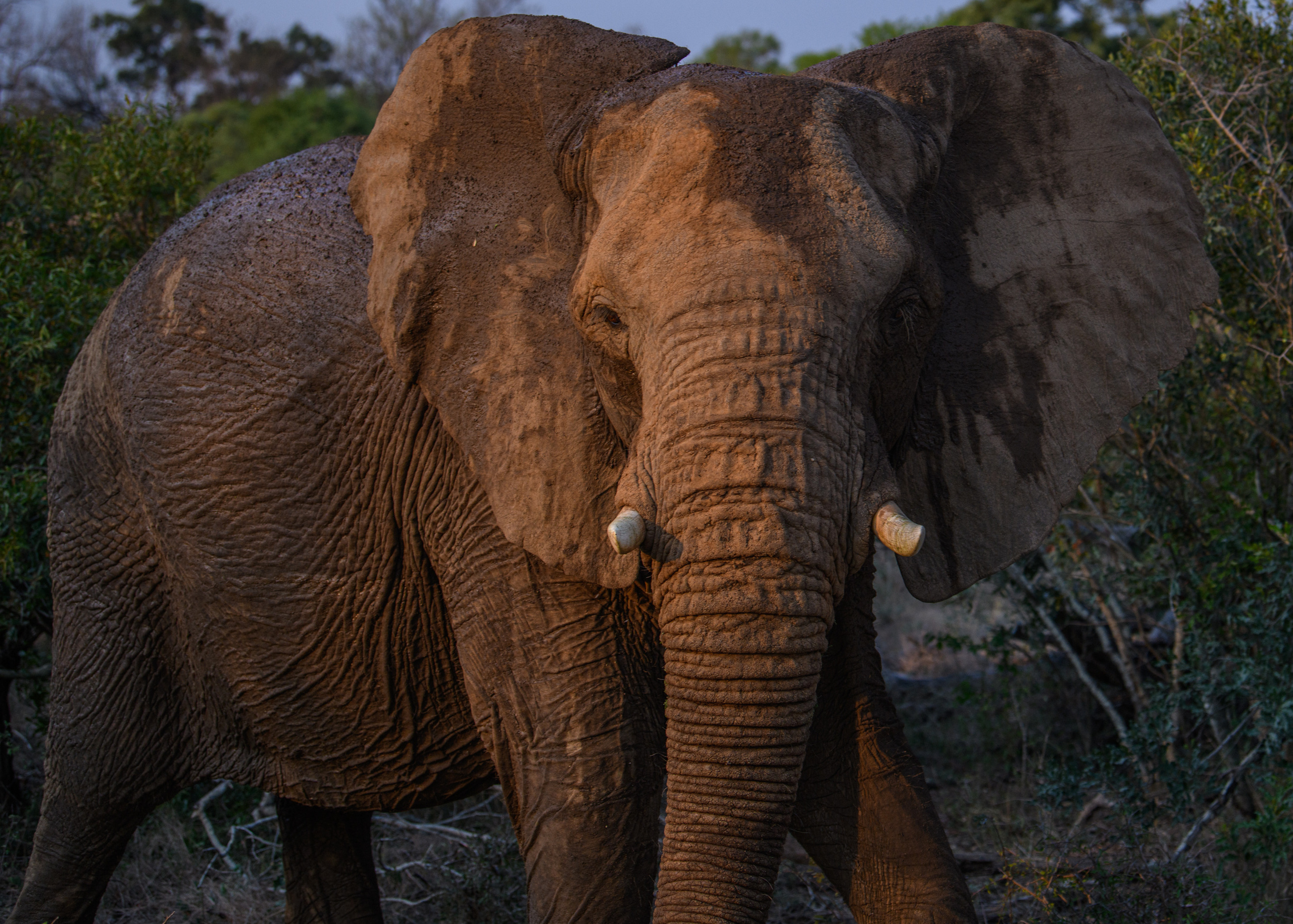 Саби Сэндз, парк Крюгера, ЮАР. Wildlife photography by Sergey Puponin