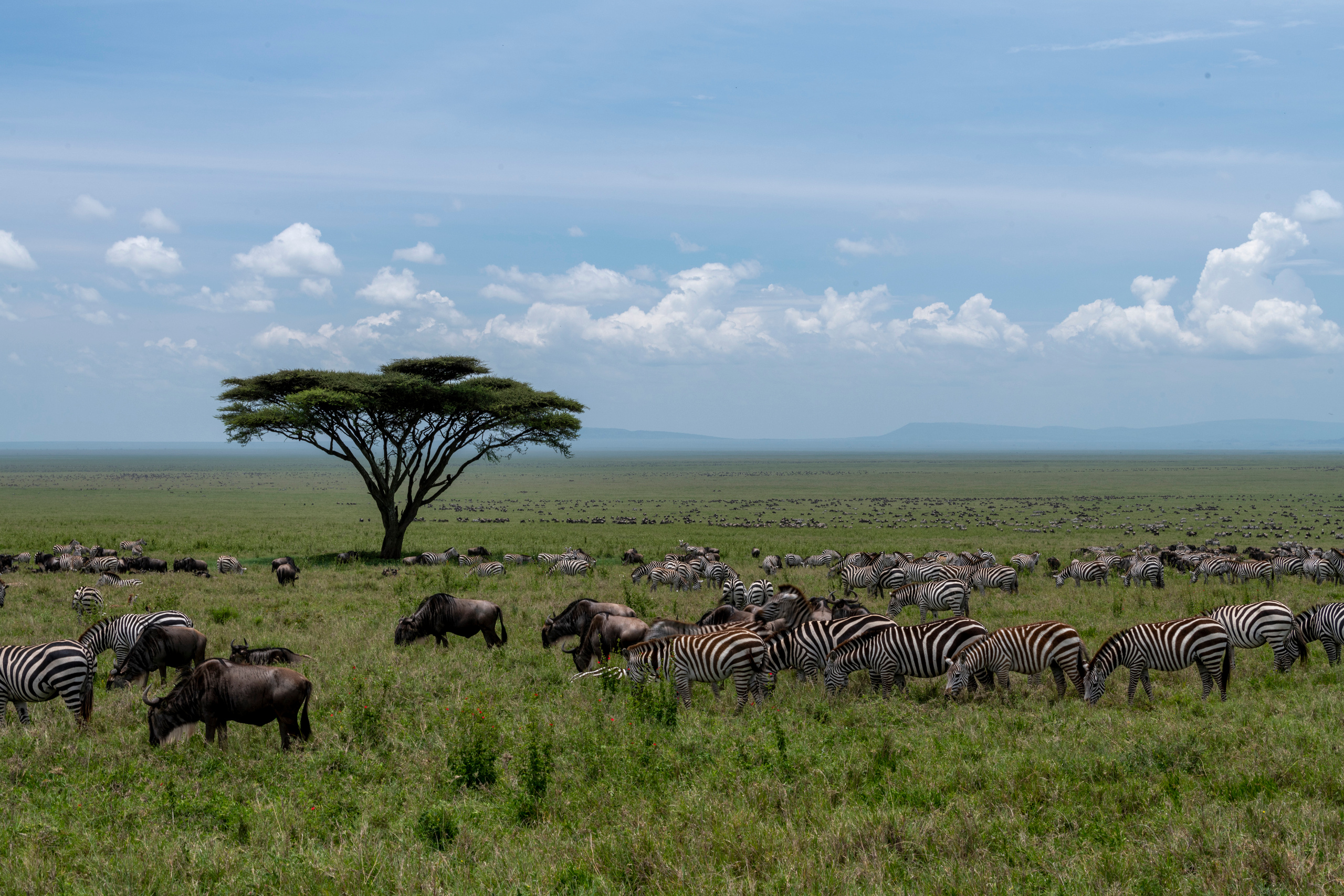 Танзания. Фотограф Сергей Пупонин