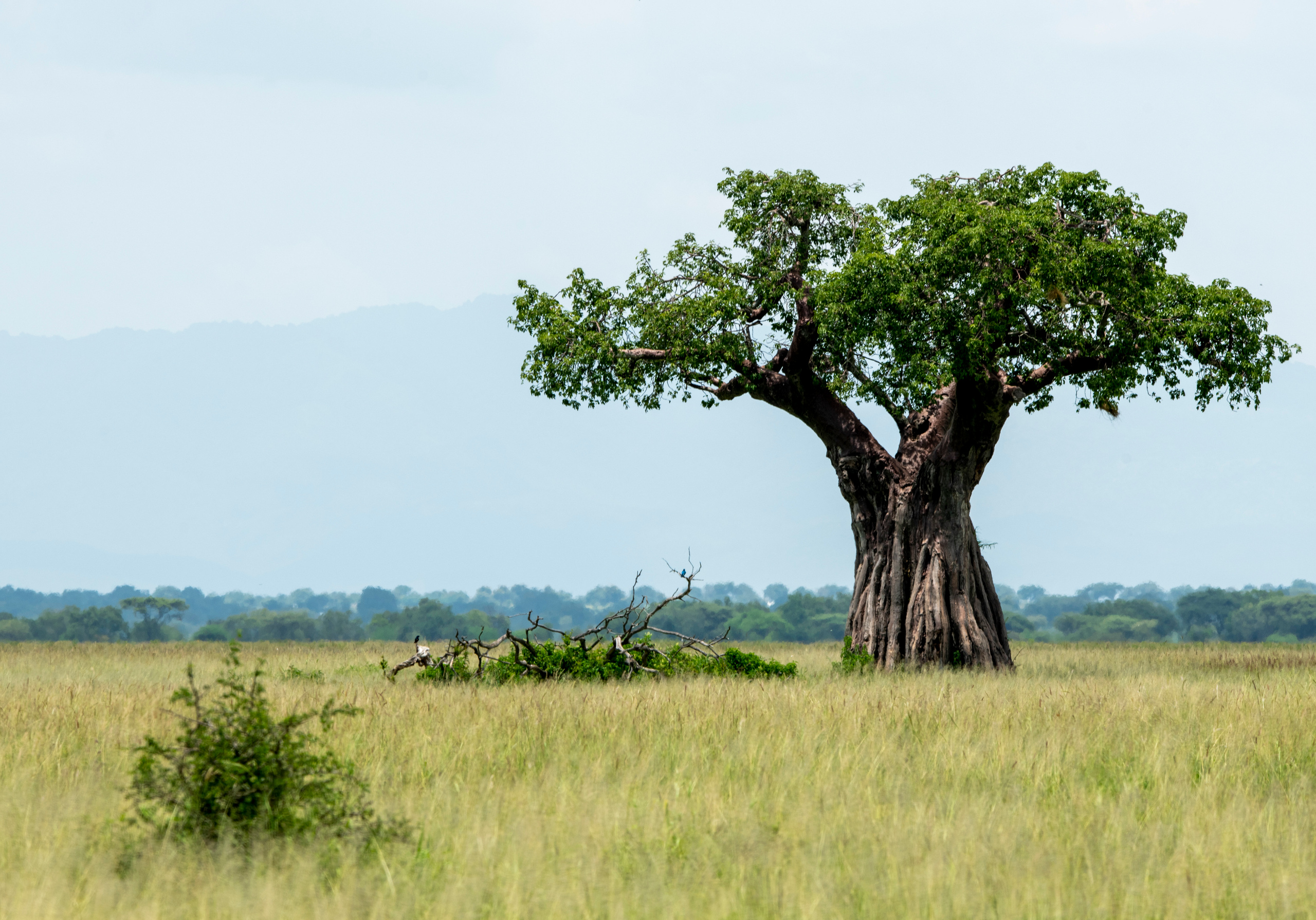 Танзания. Фотограф Сергей Пупонин