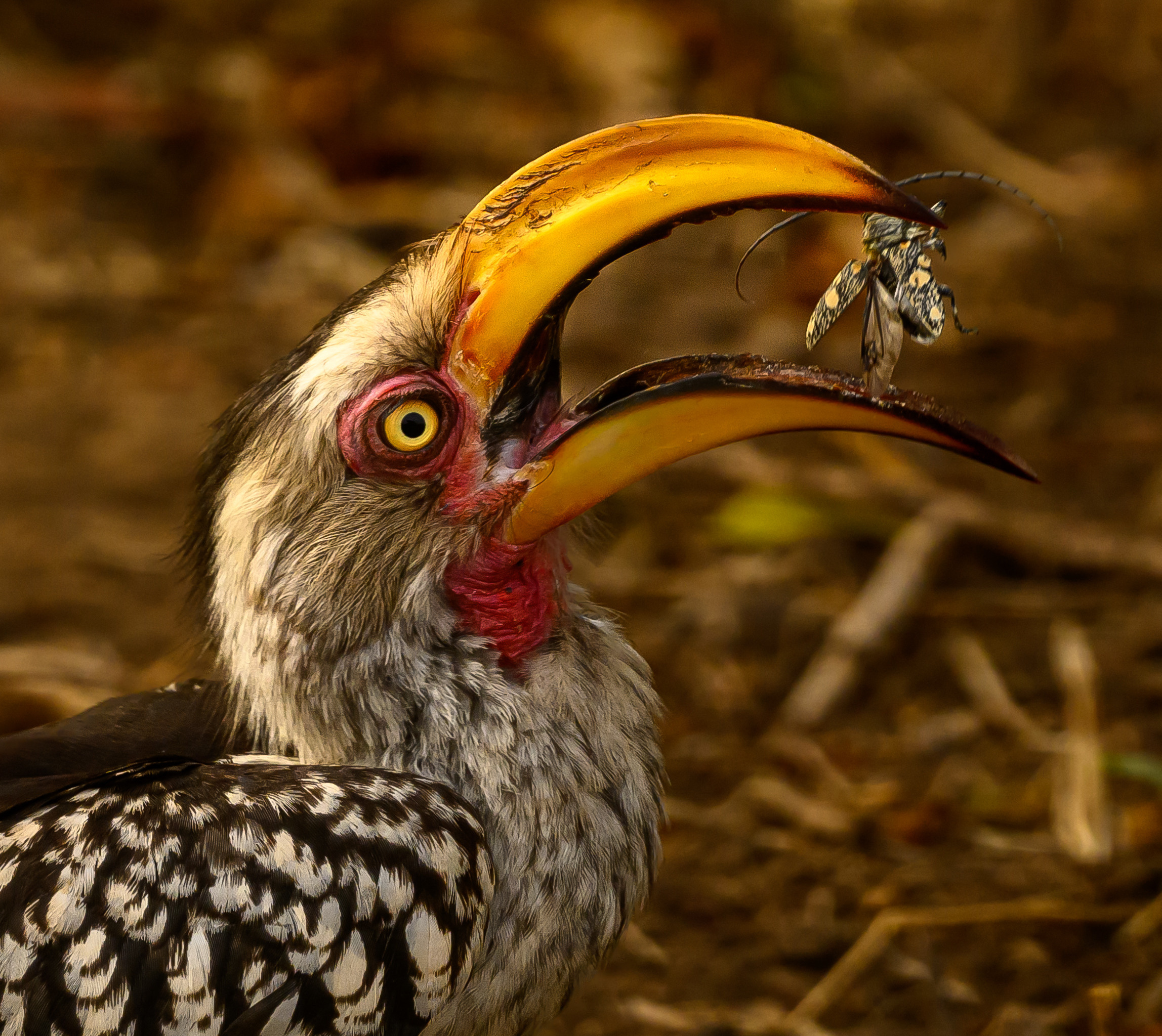 Саби Сэндз, парк Крюгера, ЮАР. Wildlife photography by Sergey Puponin