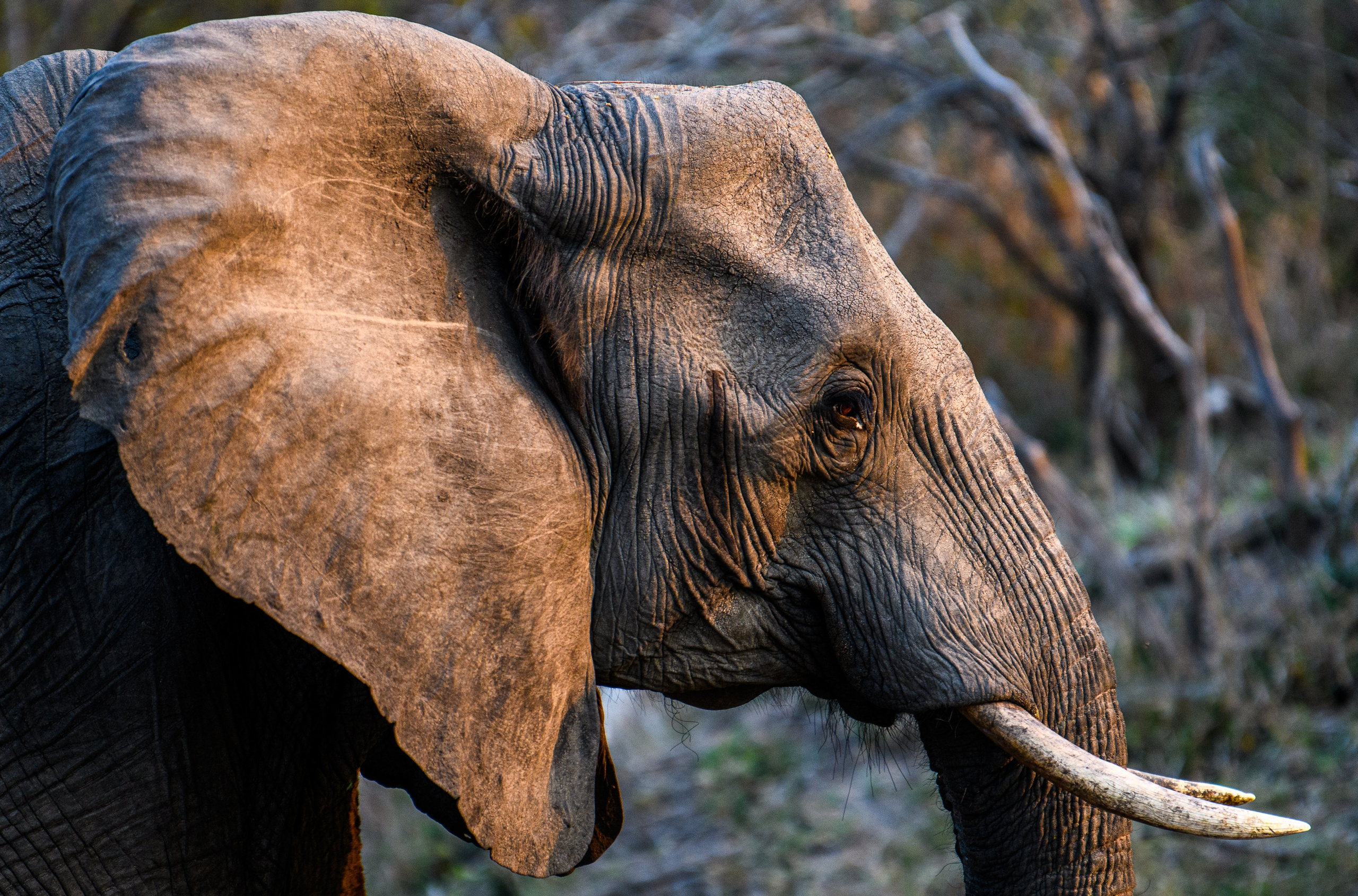 Саби Сэндз, парк Крюгера, ЮАР. Wildlife photography by Sergey Puponin